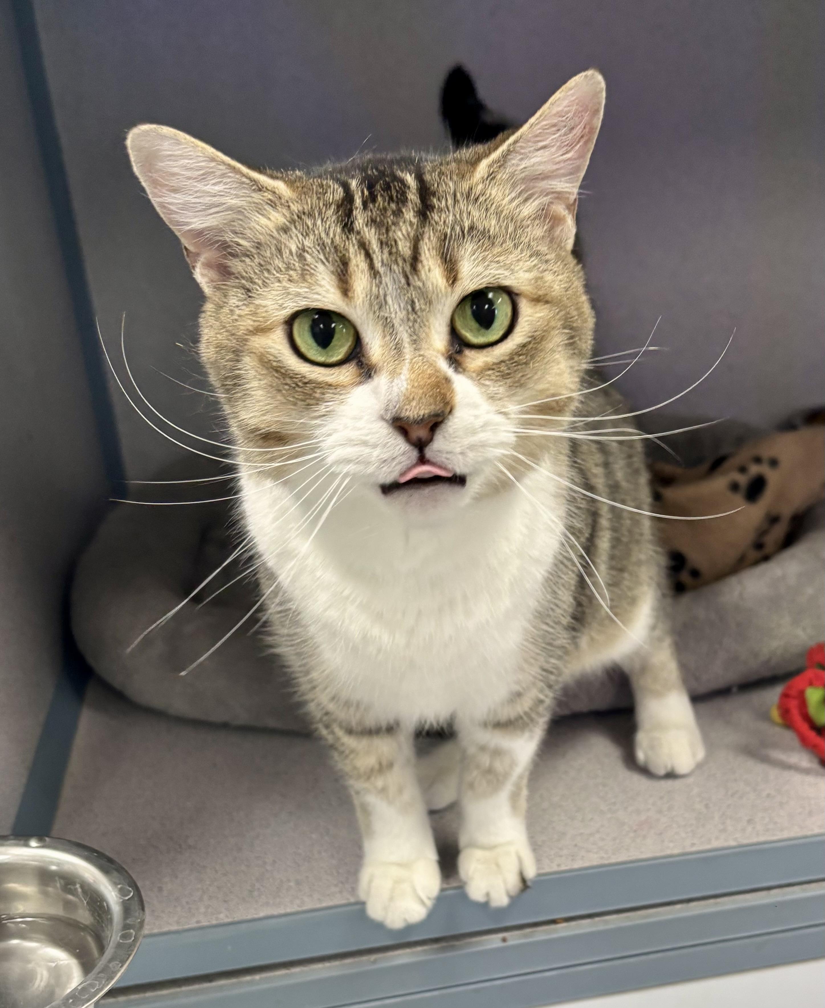 Caroline, an adopted Domestic Short Hair in Bardstown, KY image 2/6