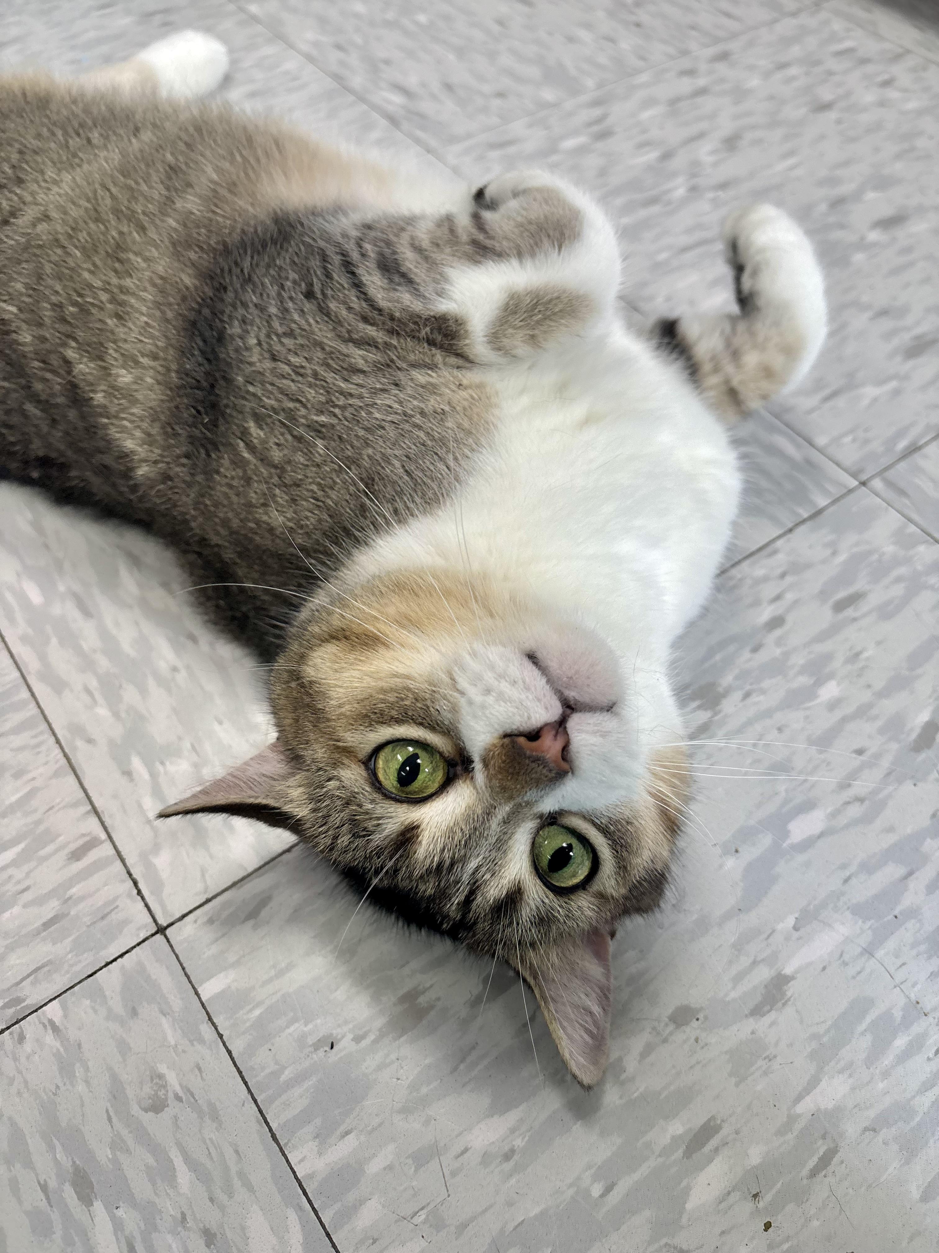 Caroline, an adopted Domestic Short Hair in Bardstown, KY image 6/6