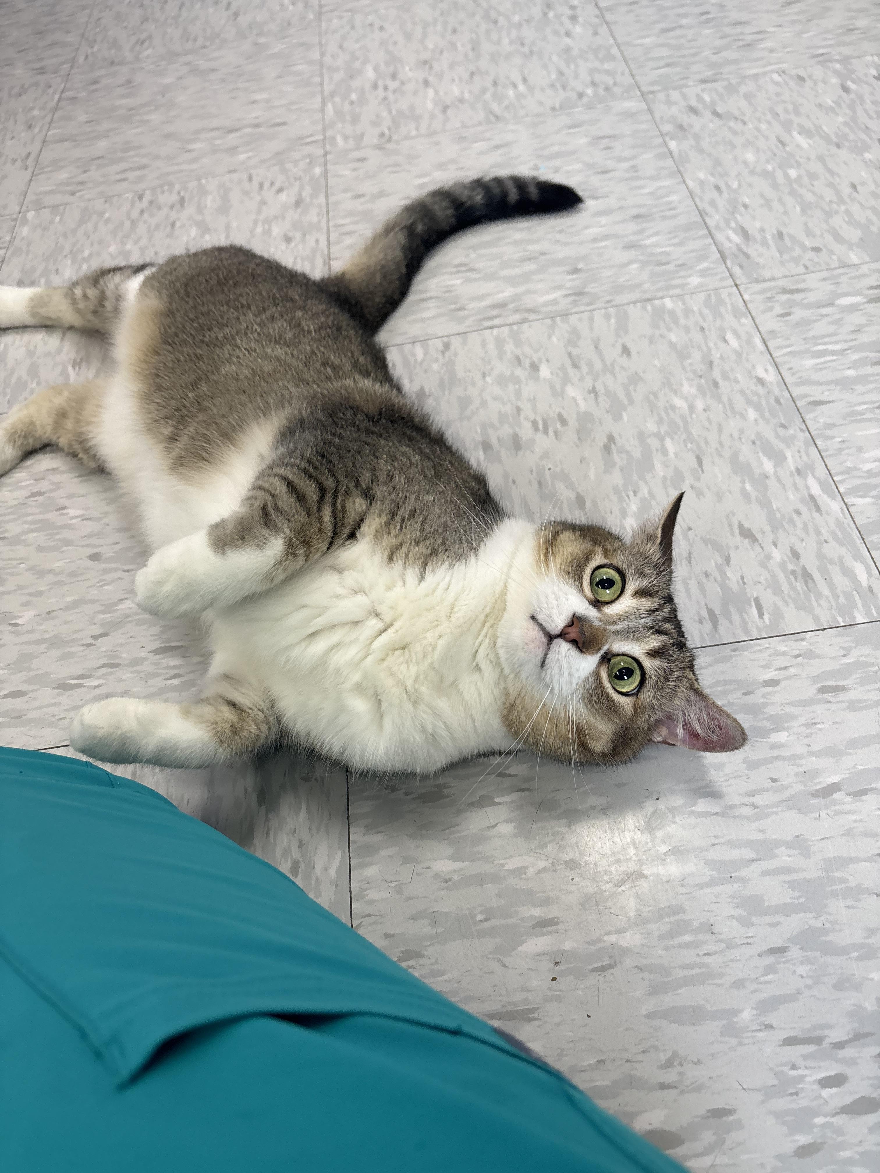 Caroline, an adopted Domestic Short Hair in Bardstown, KY image 4/6