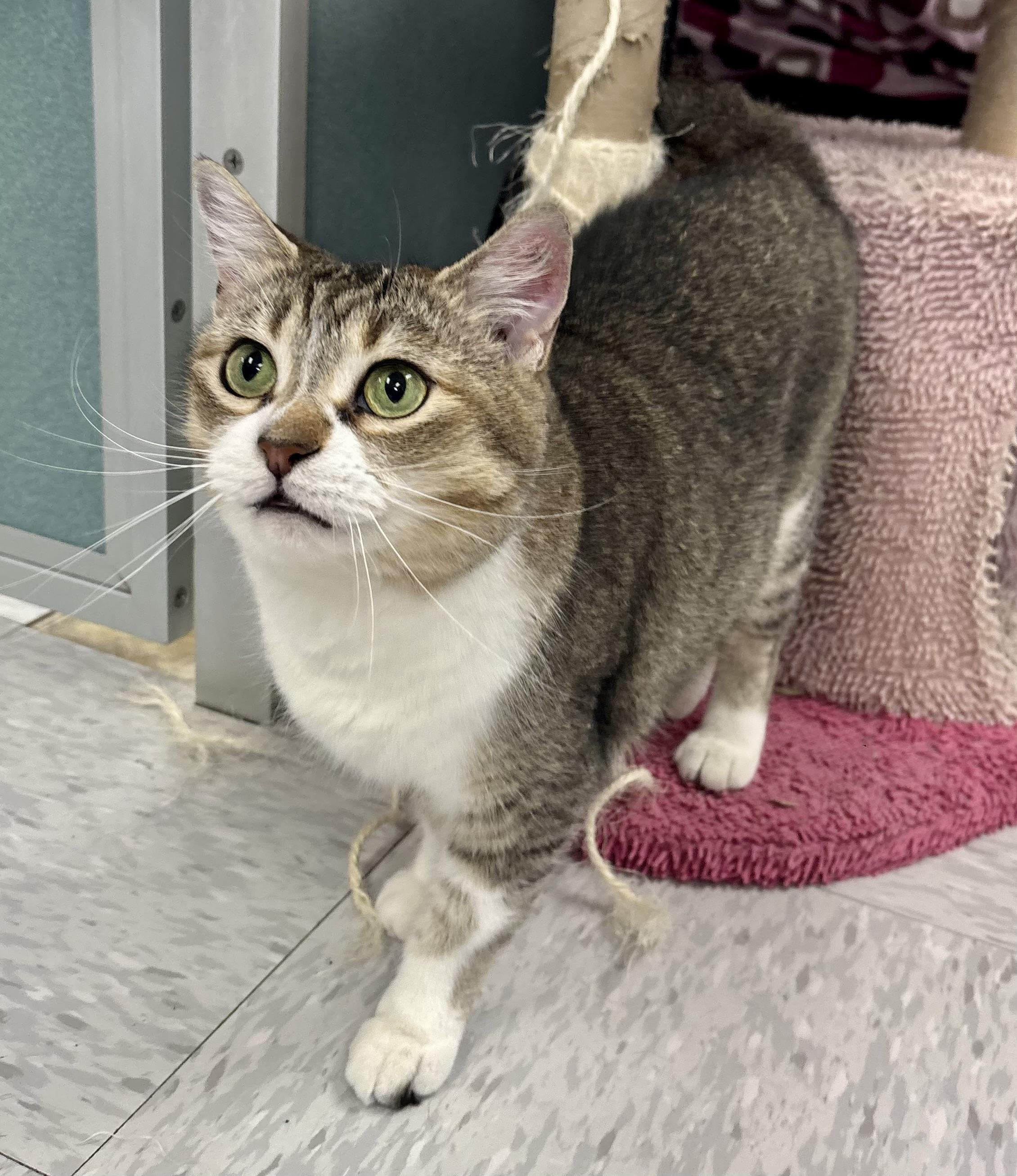 Caroline, an adopted Domestic Short Hair in Bardstown, KY image 5/6