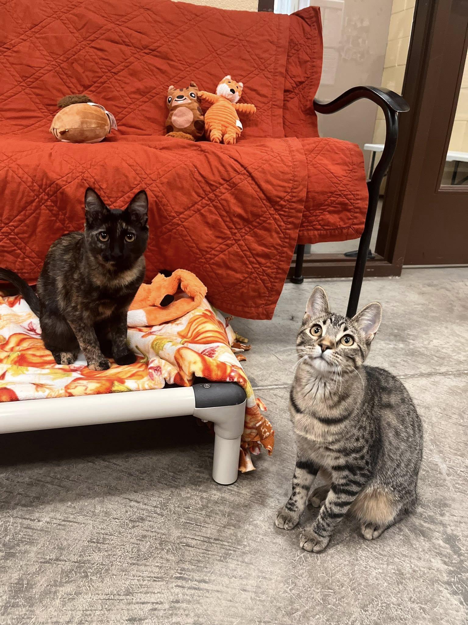 Plum and Papaya (Bonded Pair)