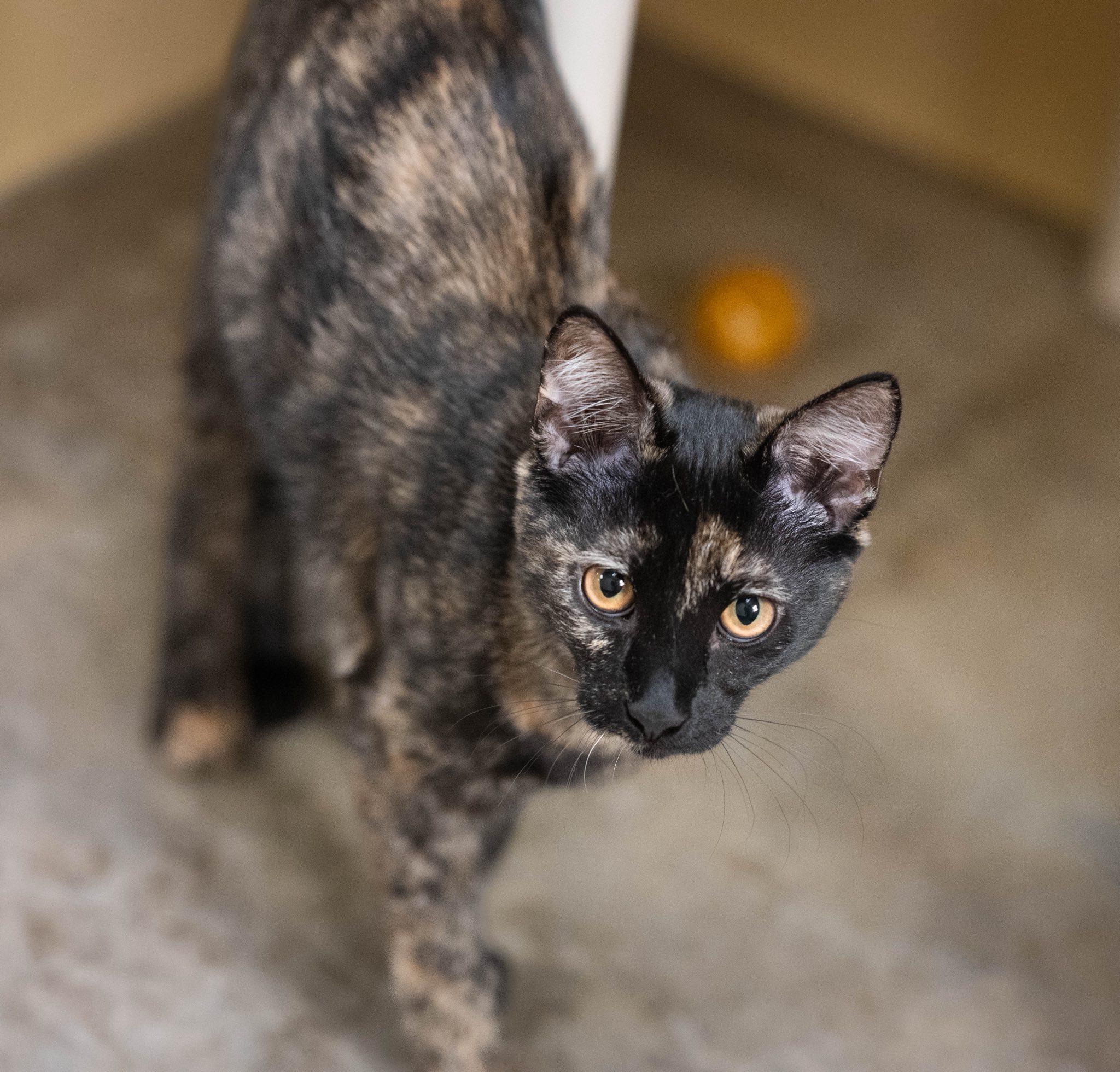 Plum and Papaya (Bonded Pair)