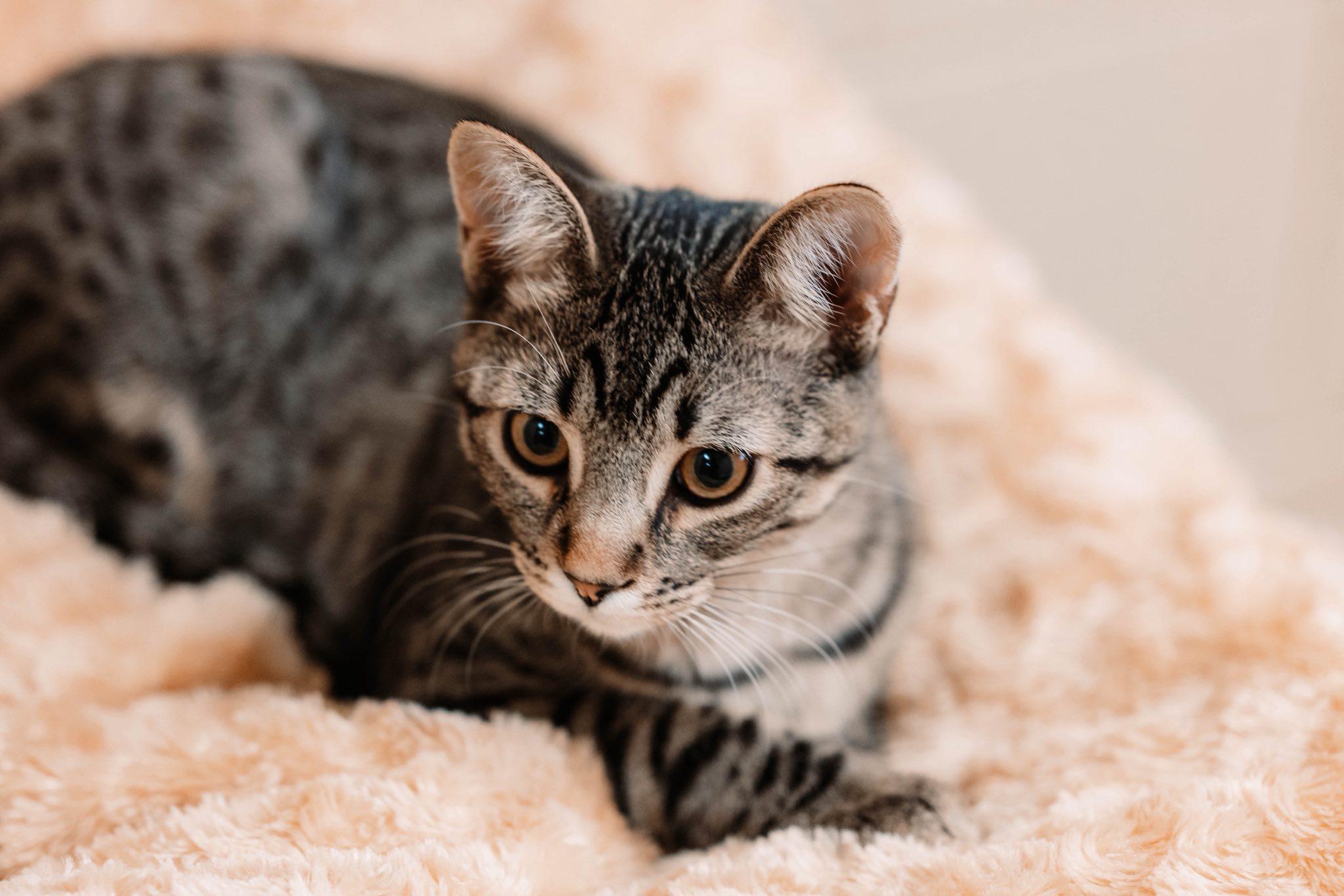 Plum and Papaya (Bonded Pair)