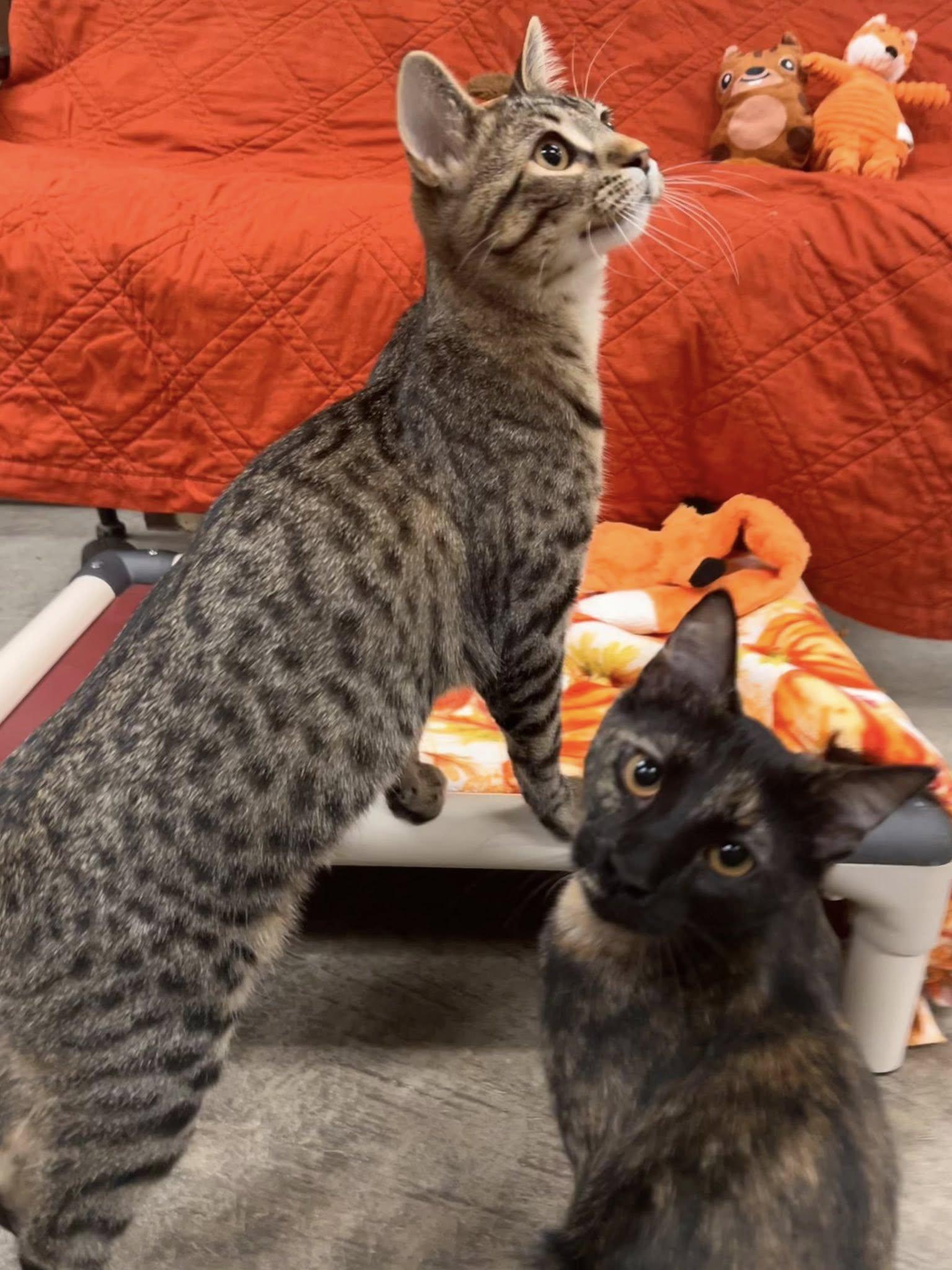 Plum and Papaya (Bonded Pair)