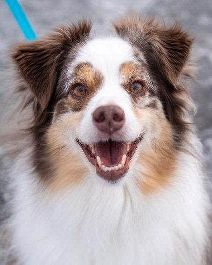 Fett, Adoptable, Adult Male Australian Shepherd & Mixed Breed.