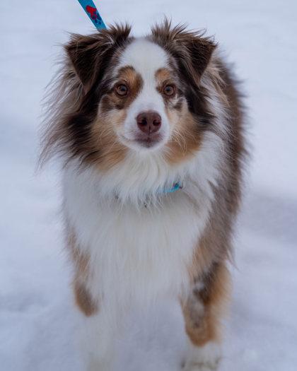 Fett, Adoptable, Adult Male Australian Shepherd & Mixed Breed.