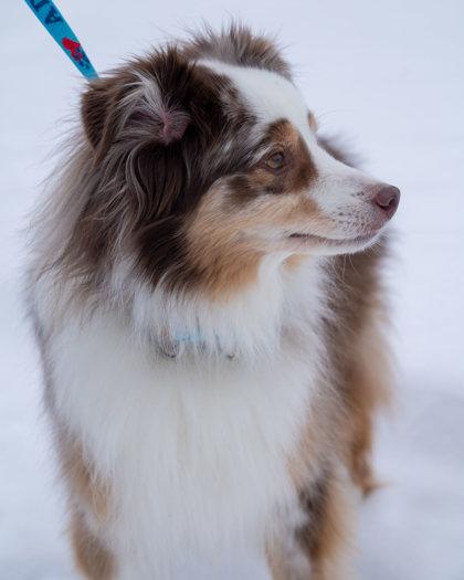 Enlarge Fett, a Adoptable mixed breed in Pequot Lakes, MN image 2/3