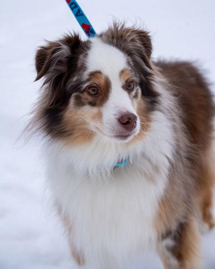 Enlarge Fett, a Adoptable mixed breed in Pequot Lakes, MN image 3/3