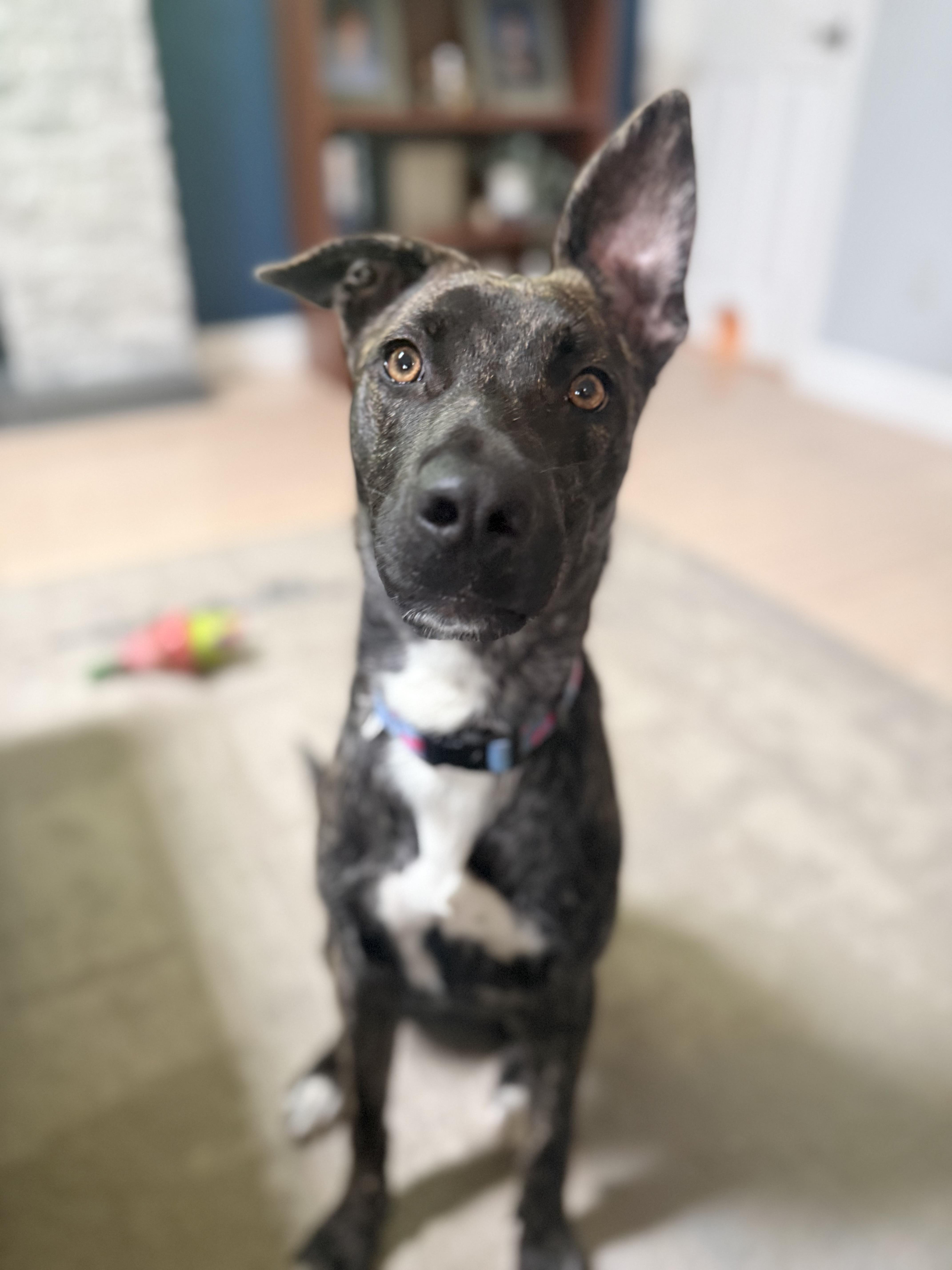 Enlarge Brin, a Adoptable mixed breed in Sarnia, ON image 4/4