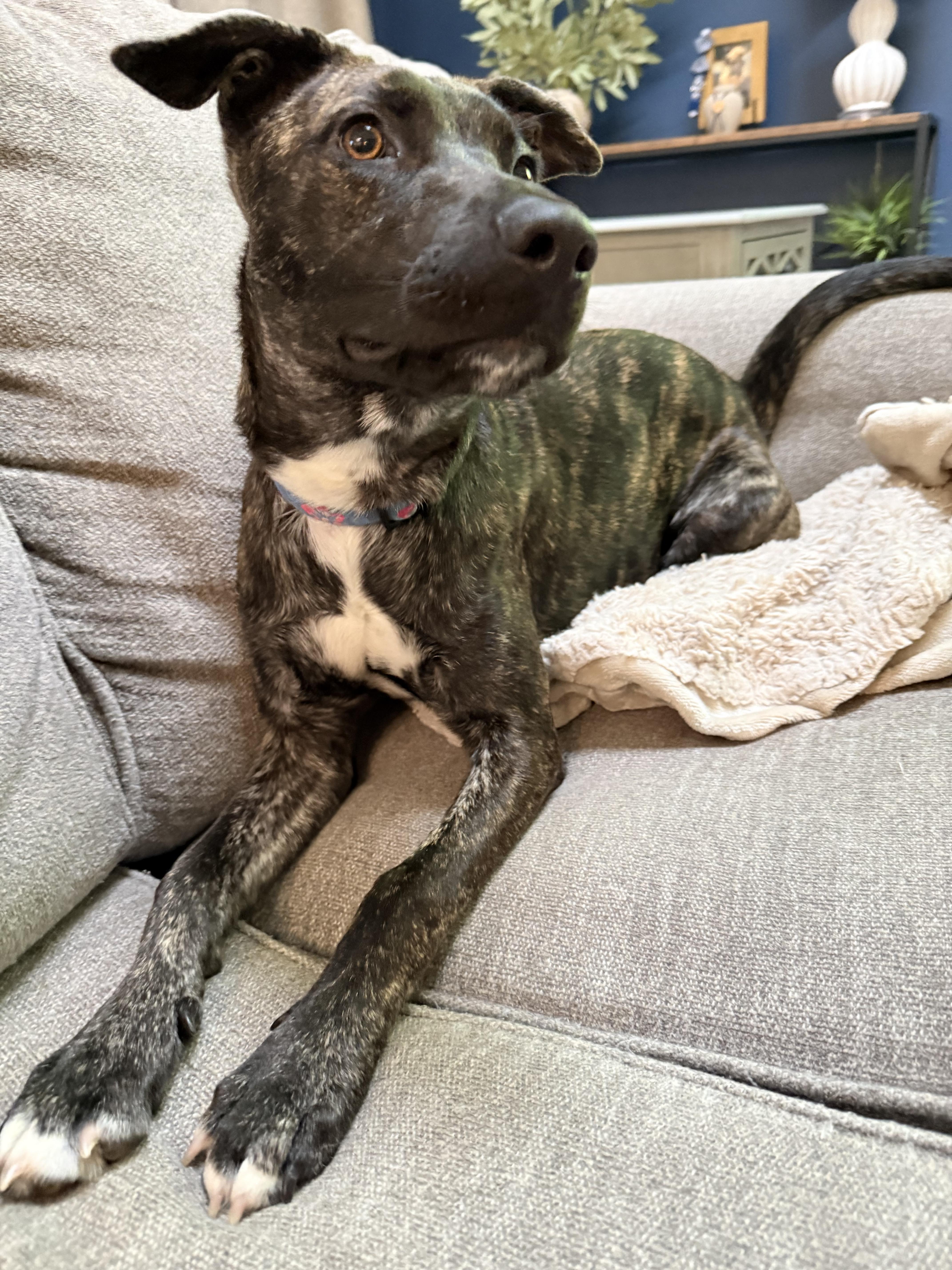 Enlarge Brin, a Adoptable mixed breed in Sarnia, ON image 3/4