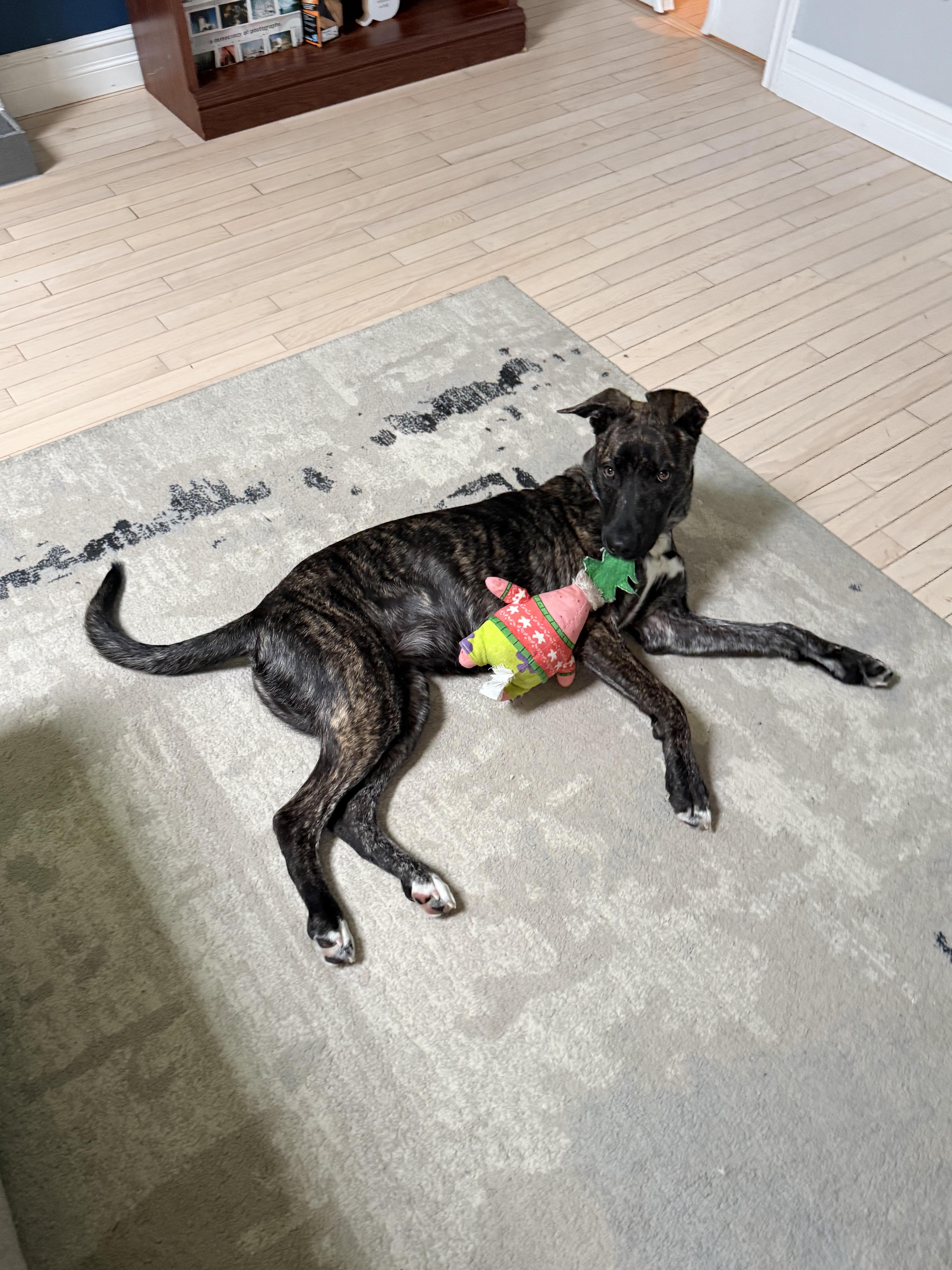 Enlarge Brin, a Adoptable mixed breed in Sarnia, ON image 2/4