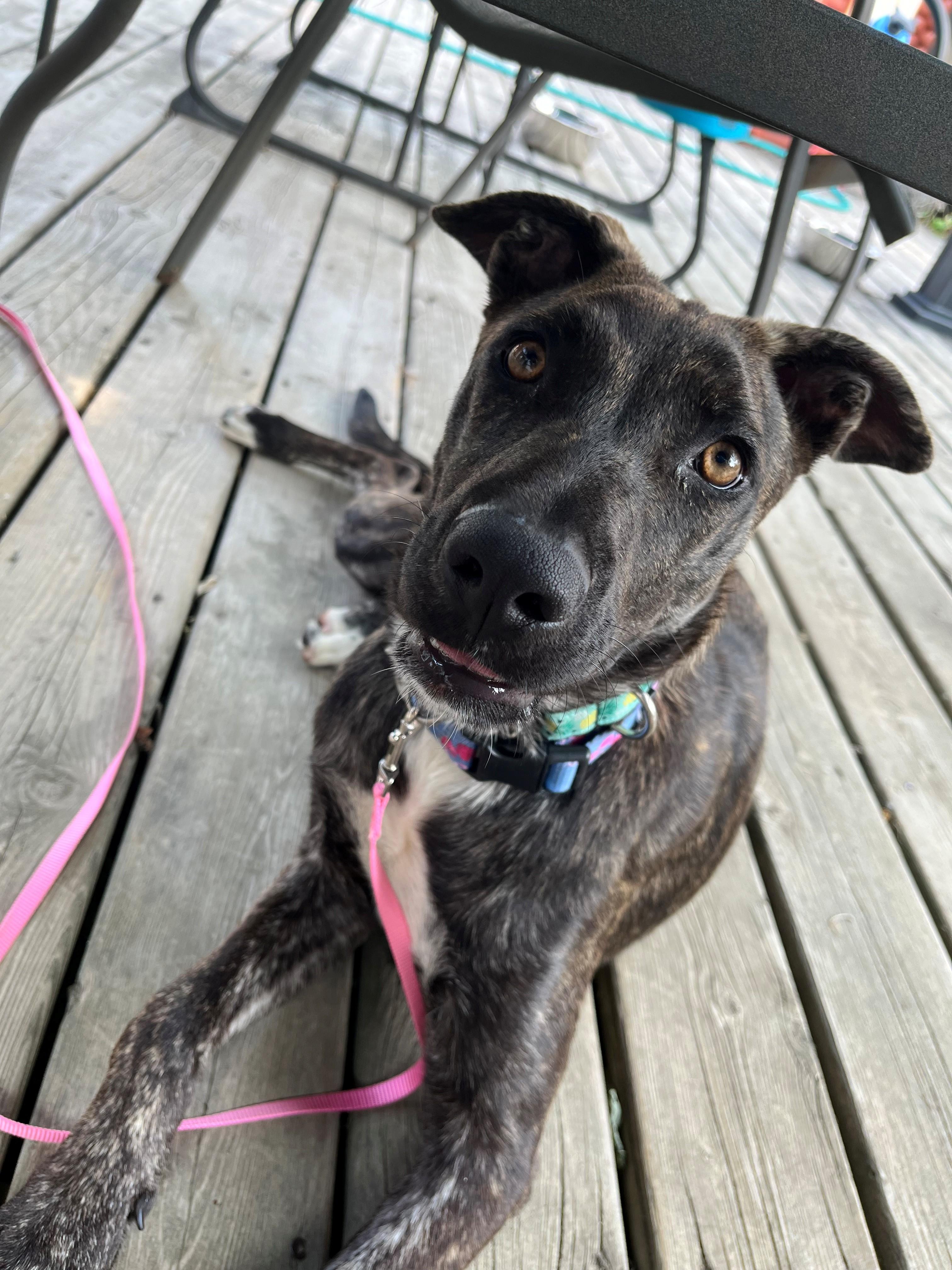 Enlarge Brin, a Adoptable mixed breed in Sarnia, ON image 1/4
