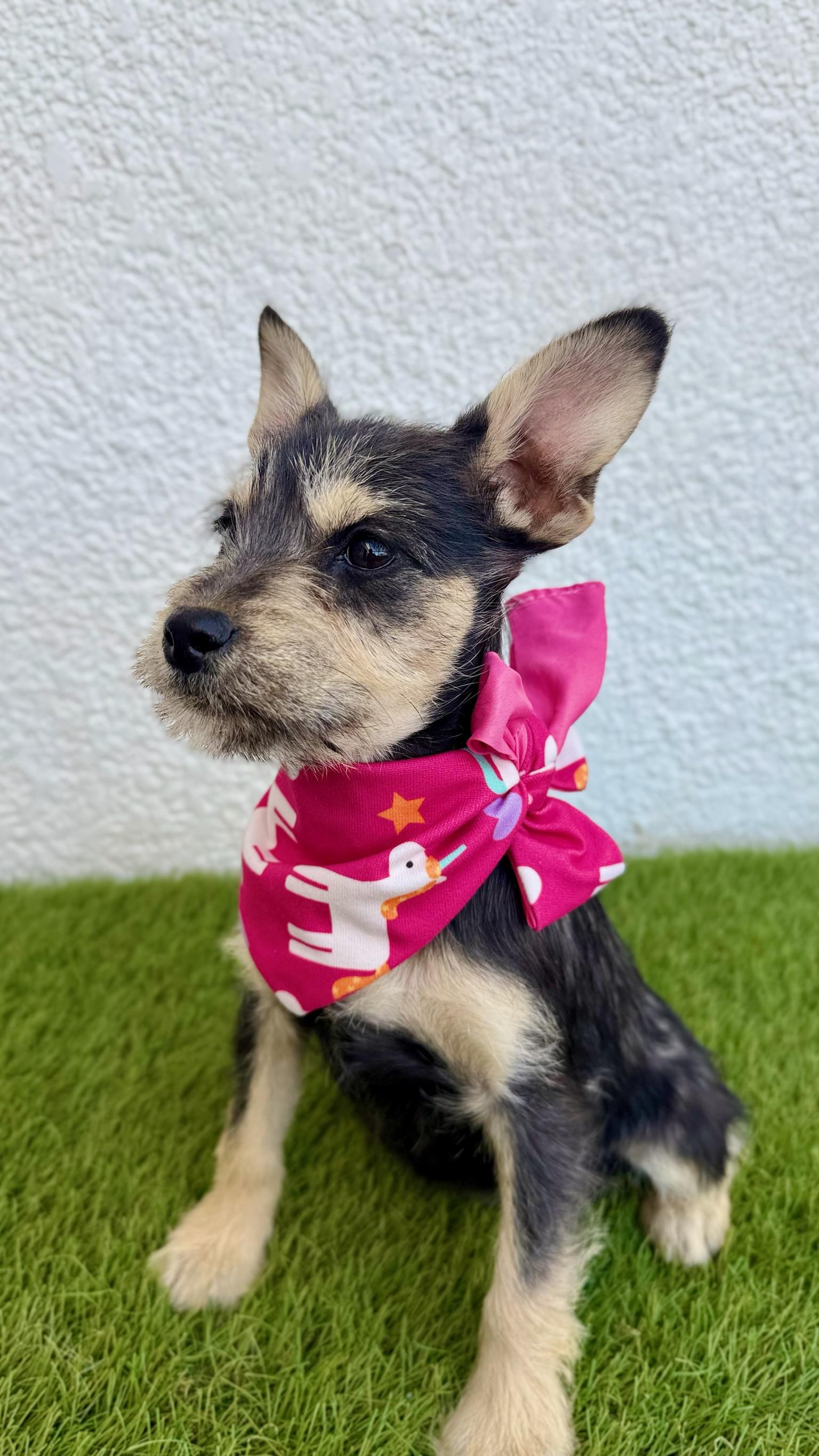 Enlarge KIKI, an adopted mixed breed in La Jolla, CA image 6/6