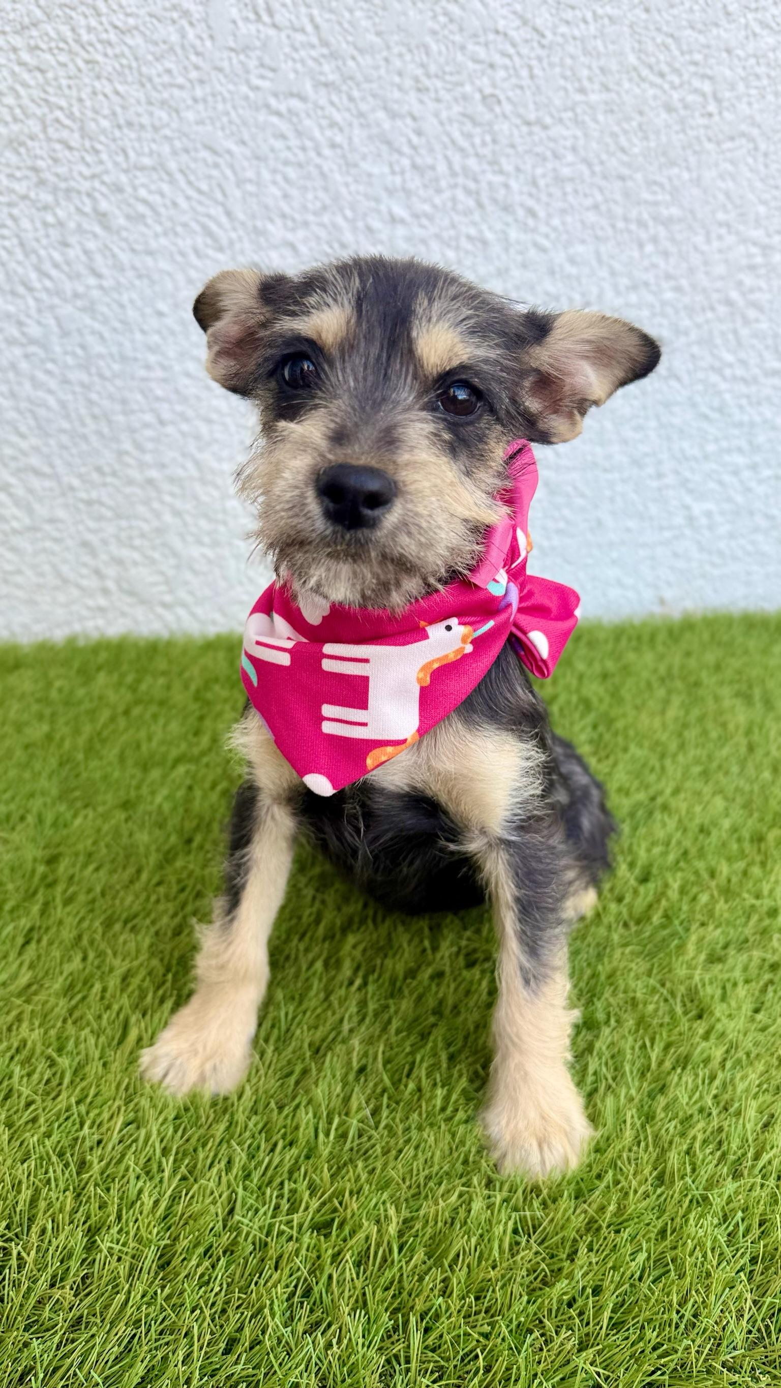 Enlarge KIKI, an adopted mixed breed in La Jolla, CA image 2/6