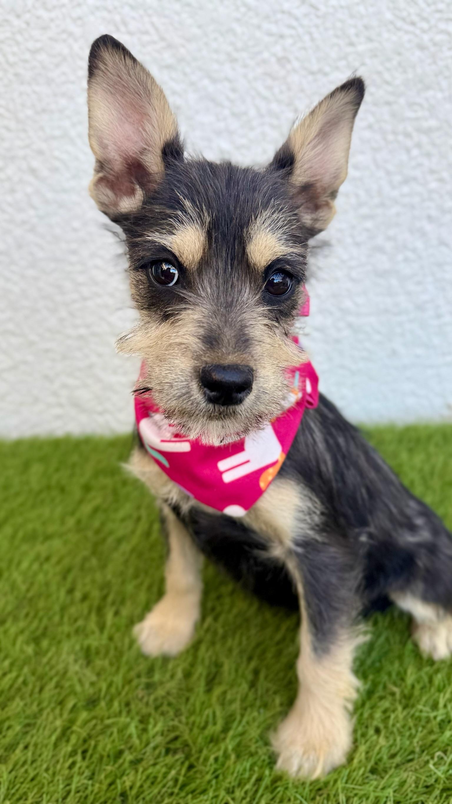 Enlarge KIKI, an adopted mixed breed in La Jolla, CA image 3/6