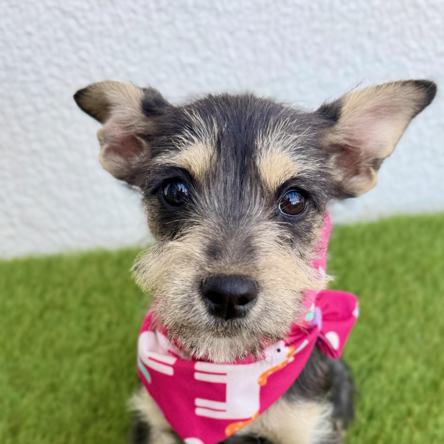 KIKI, adopted, Puppy Female Miniature Schnauzer.