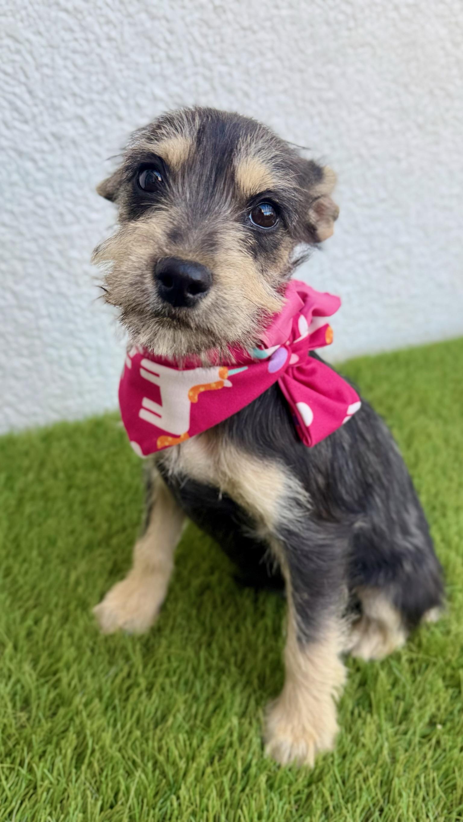 Enlarge KIKI, an adopted mixed breed in La Jolla, CA image 5/6