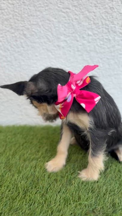 Enlarge KIKI, an adopted mixed breed in La Jolla, CA video 4/6