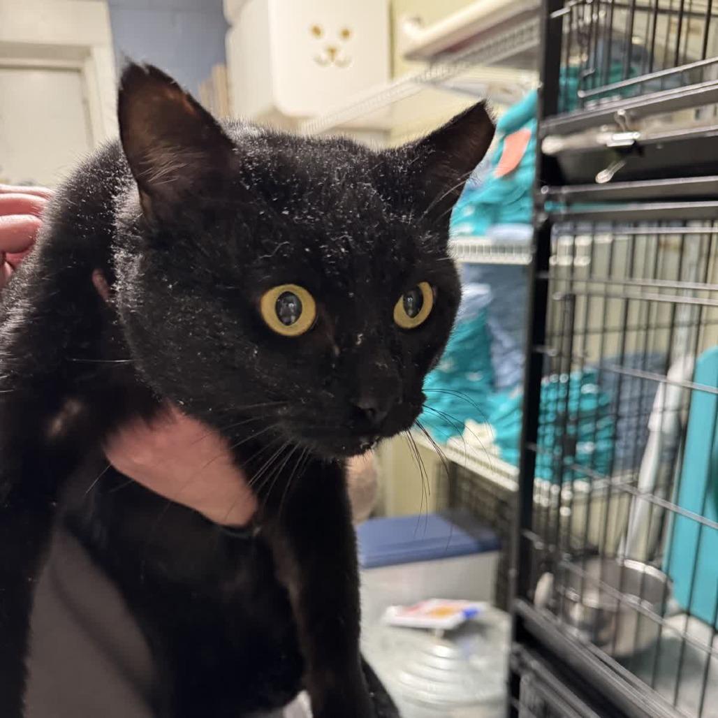 Enlarge Mr. Man, a Adoptable Domestic Short Hair in Columbus, NC image 1/2