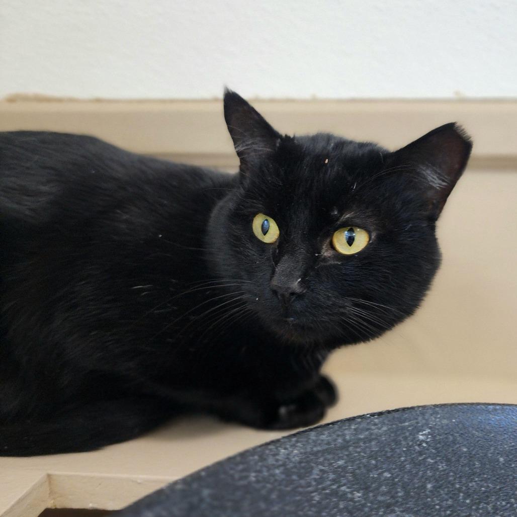 Enlarge Mr. Man, a Adoptable Domestic Short Hair in Columbus, NC image 2/2