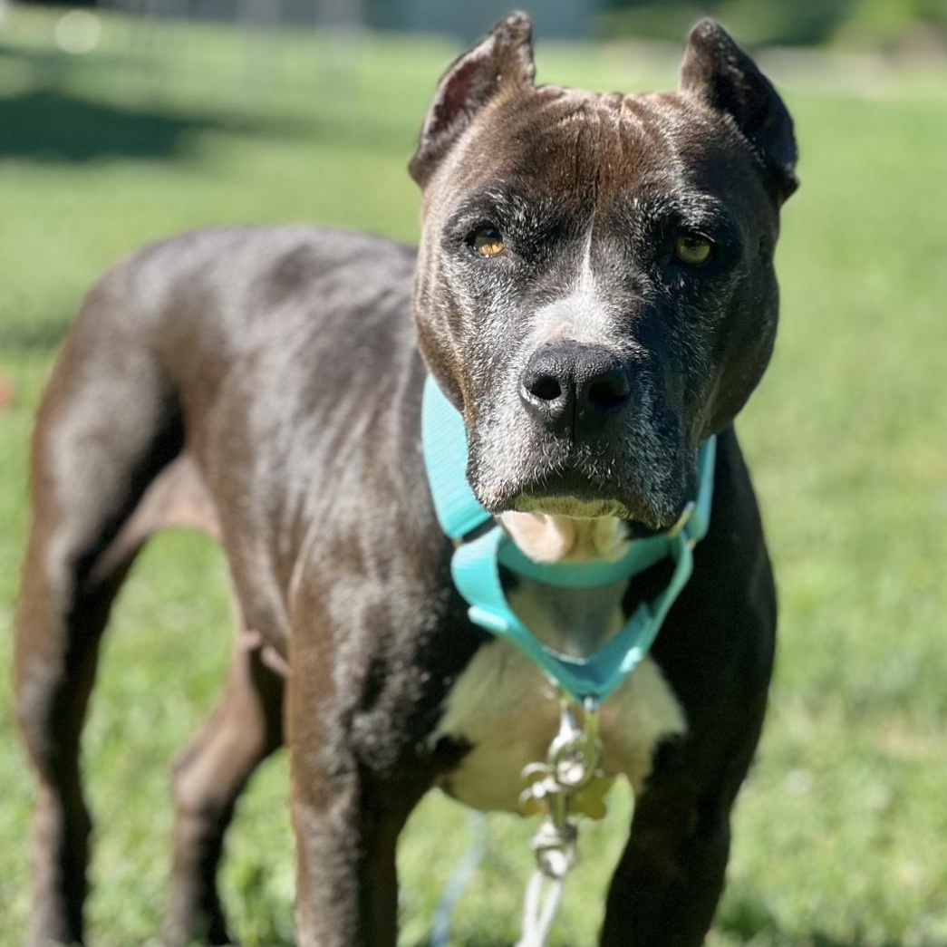 Lady Squirrel, an adoptable Pit Bull Terrier in Griswold, CT, 06351 | Photo Image 6