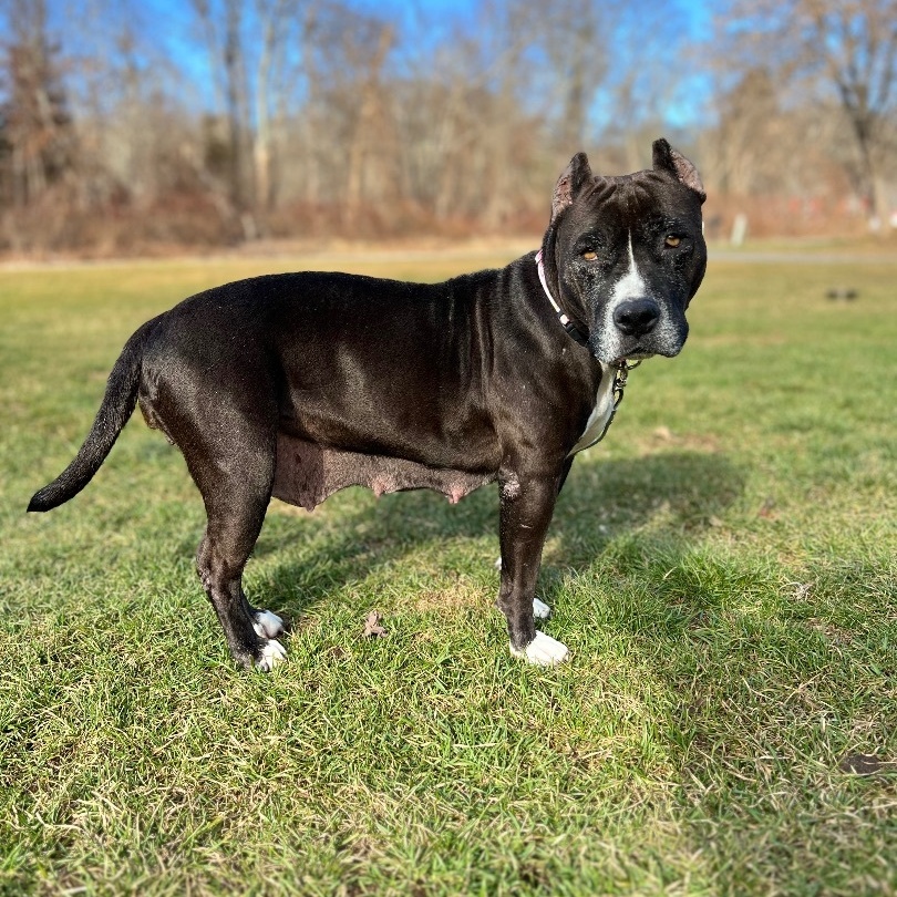 Lady Squirrel, a Adoptable Pit Bull Terrier in Griswold, CT image 4/6