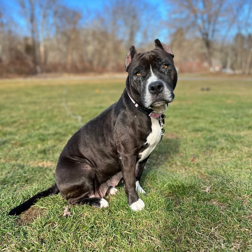 Lady Squirrel, an adoptable Pit Bull Terrier in Griswold, CT, 06351 | Photo Image 3