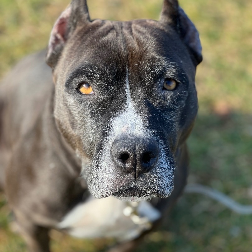 Lady Squirrel, an adoptable Pit Bull Terrier in Griswold, CT, 06351 | Photo Image 2