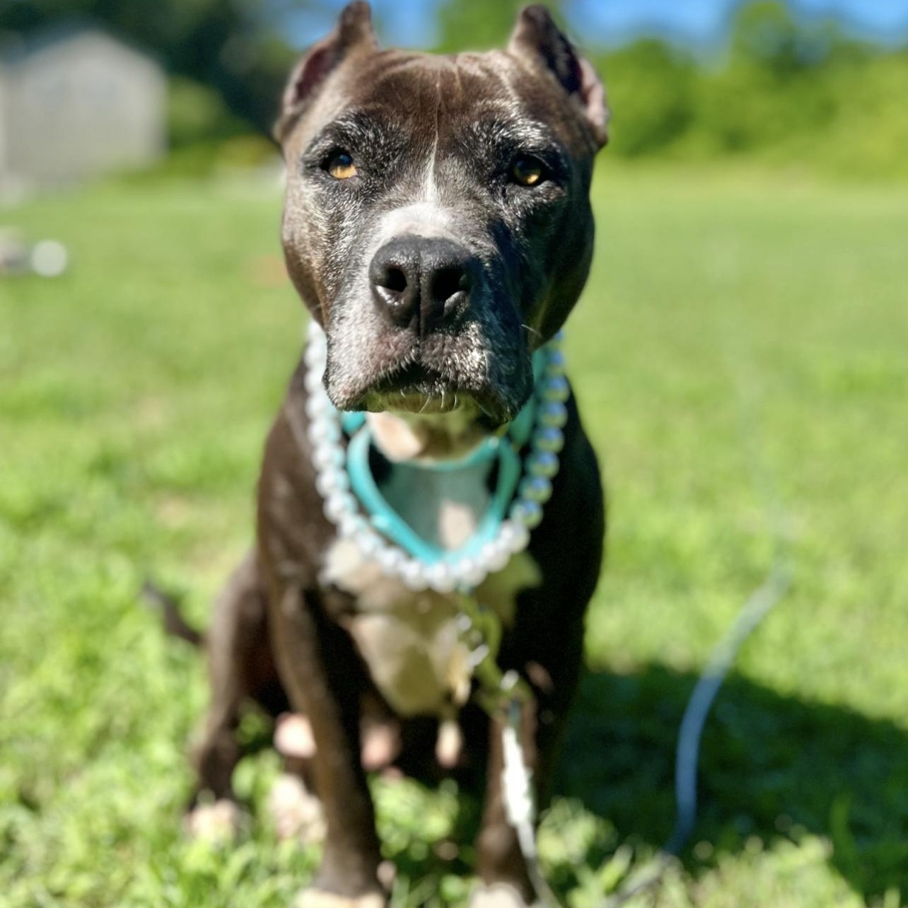 Lady Squirrel, an adoptable Pit Bull Terrier in Griswold, CT, 06351 | Photo Image 1