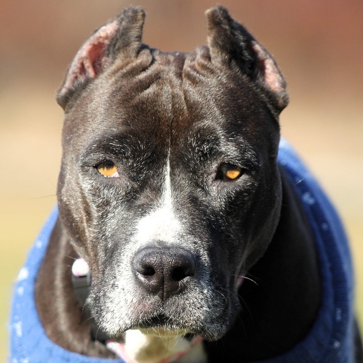 Lady Squirrel, an adoptable Pit Bull Terrier in Griswold, CT, 06351 | Photo Image 5