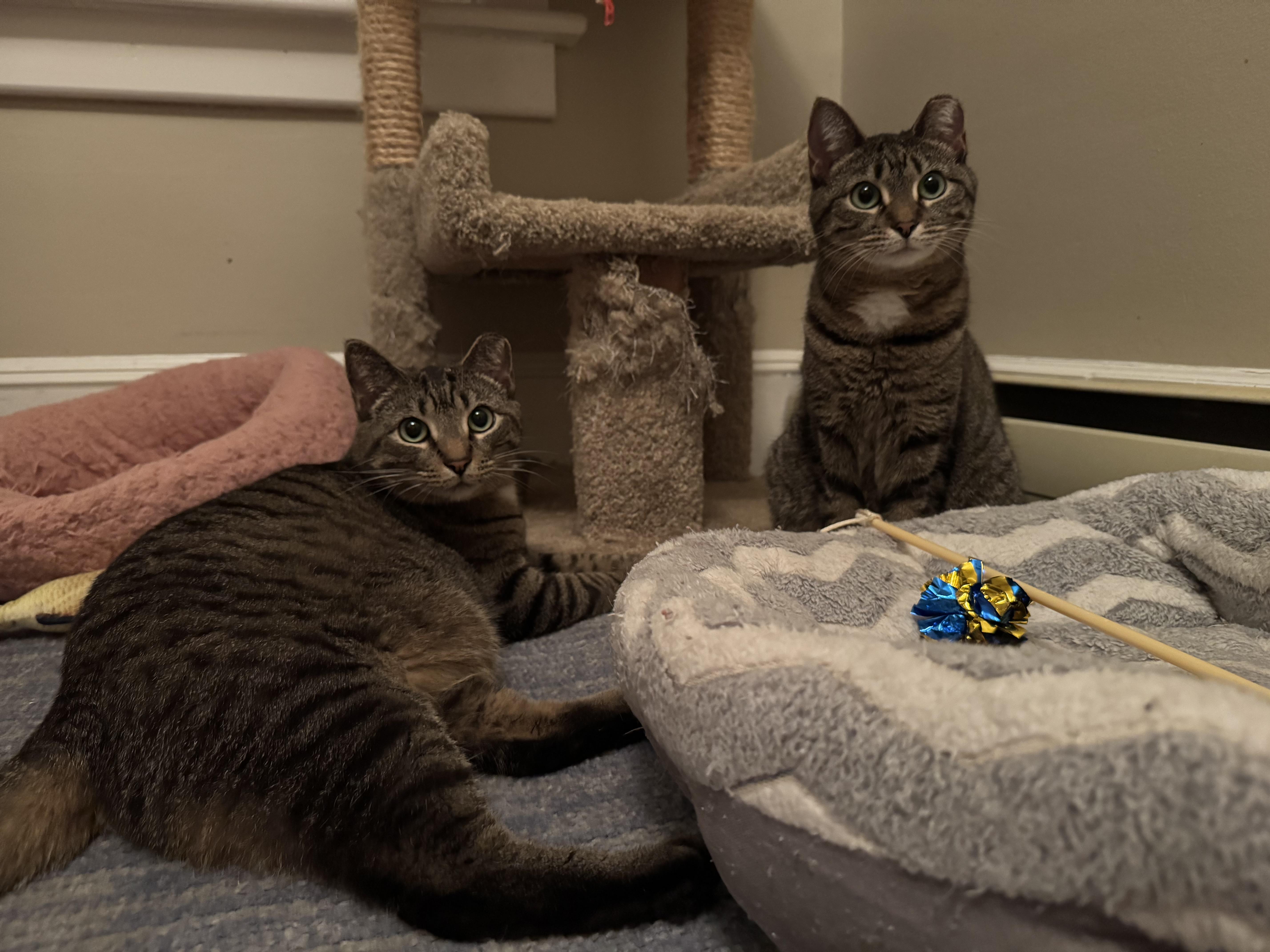 Shrek and Fiona - bonded siblings, Adult Male unknown
