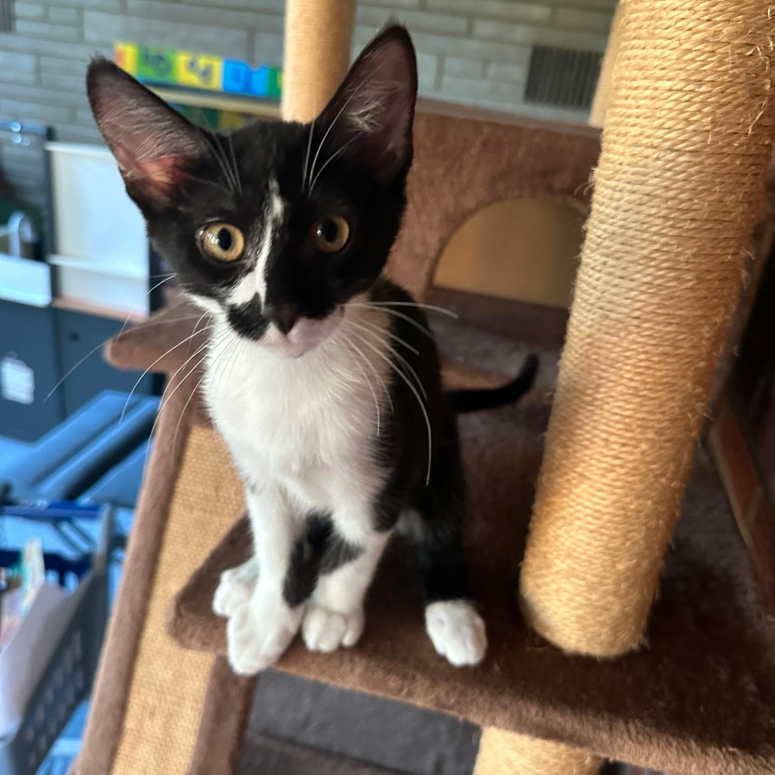 Fritter, ADOPTABLE, Kitten Male Domestic Short Hair.