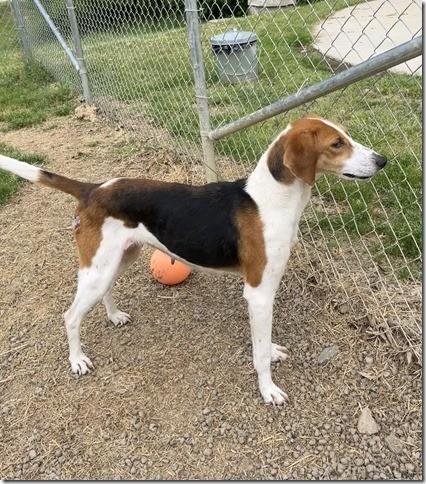 Ruby Sweet Houndy Girl 4 years old 42 Perfect Pounds