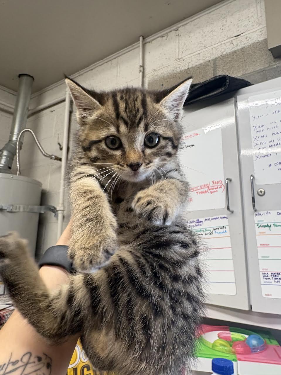 Tiggy, ADOPTABLE, Young Female Domestic Short Hair.