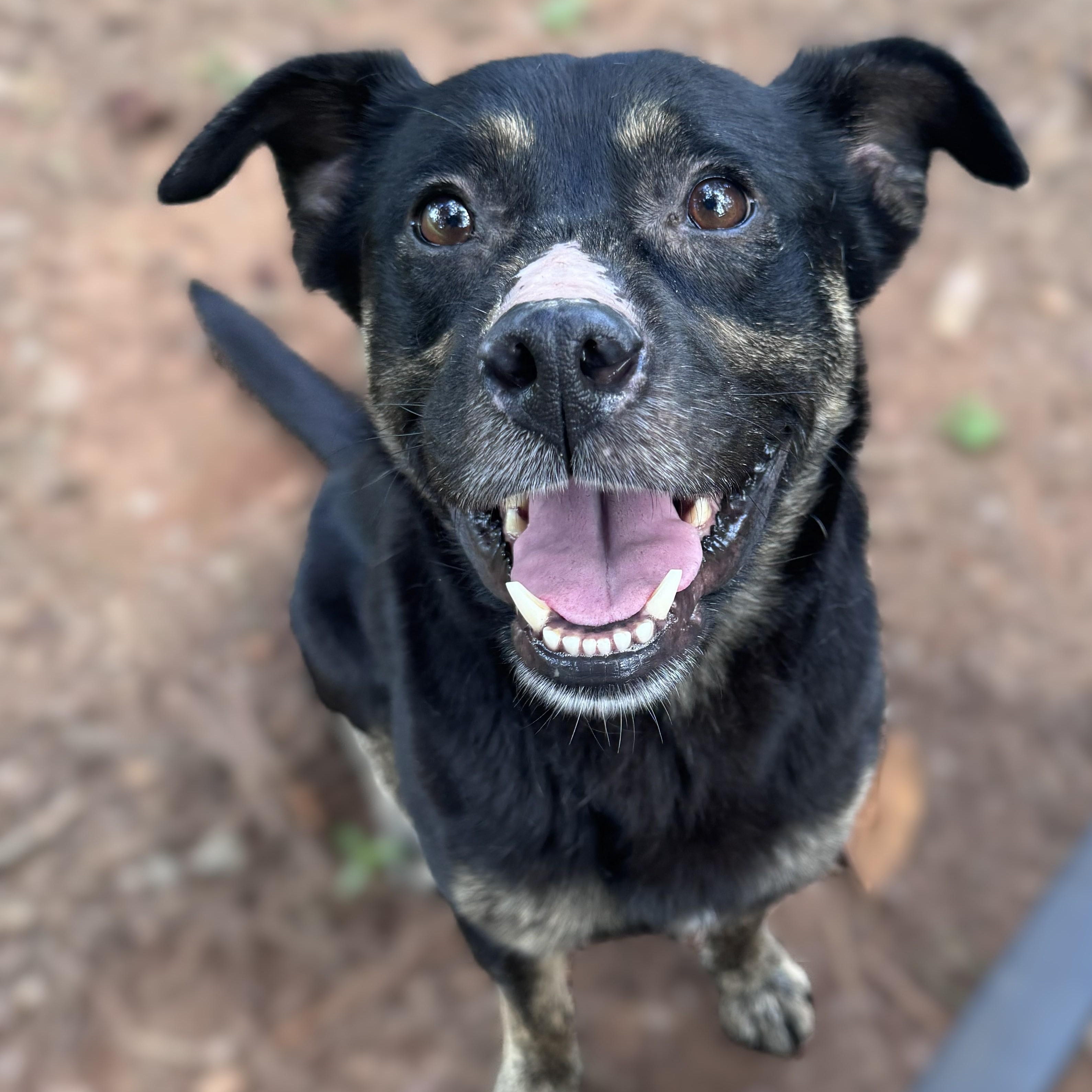 Guinness -- VISIT ME AT CRABAPPLE KNOLL. VET CLINIC, adoptable, Adult Male Mixed Breed.