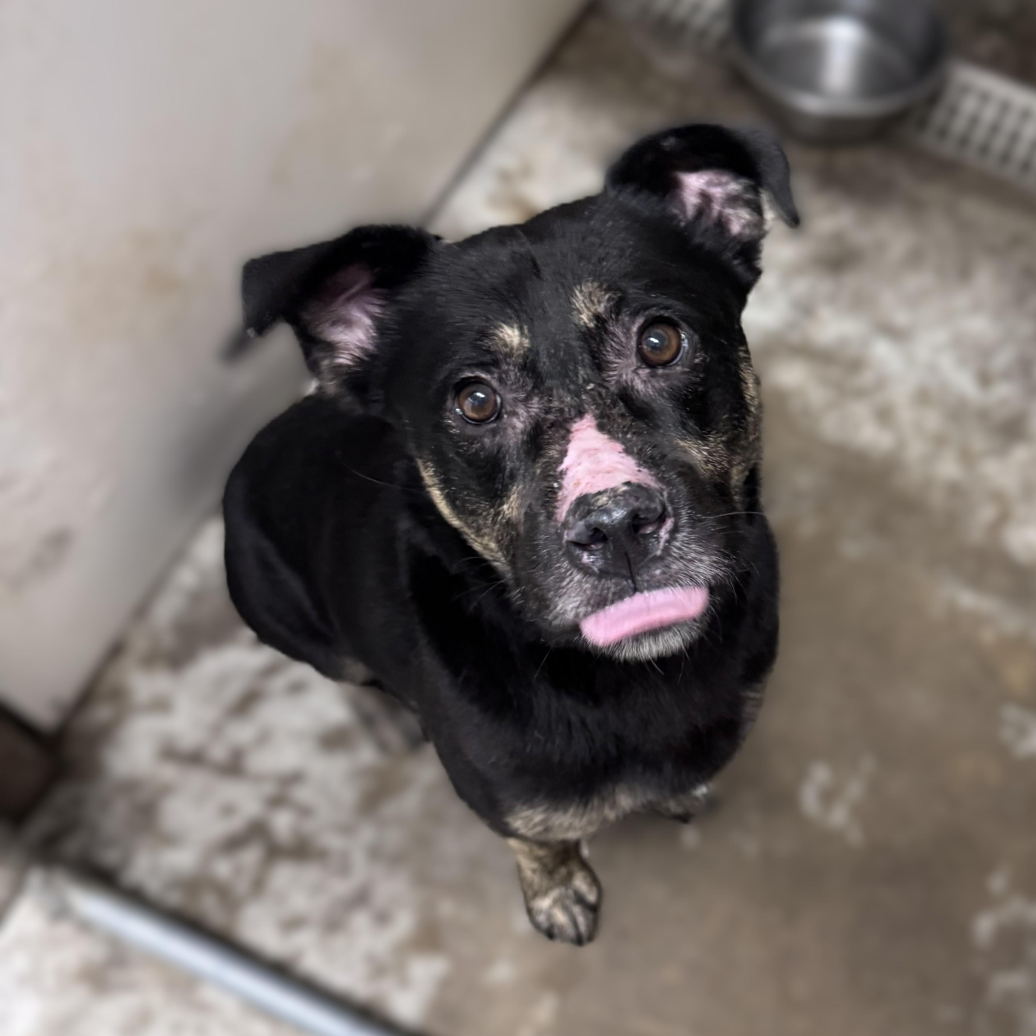 Guinness -- VISIT ME AT CRABAPPLE KNOLL. VET CLINIC, an adoptable Mixed Breed in Alpharetta, GA image 5/5