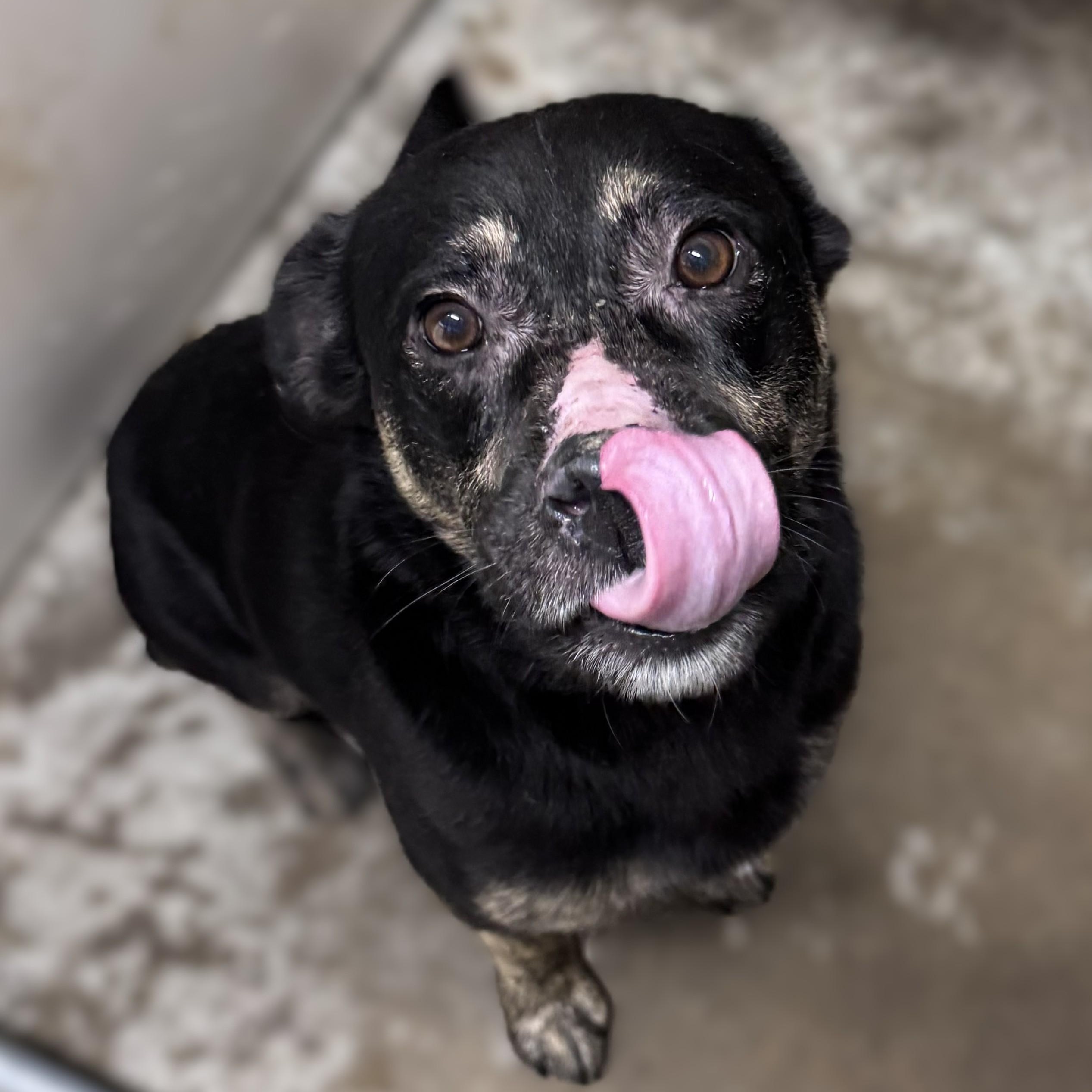 Guinness -- VISIT ME AT CRABAPPLE KNOLL. VET CLINIC, an adoptable Mixed Breed in Alpharetta, GA image 3/5