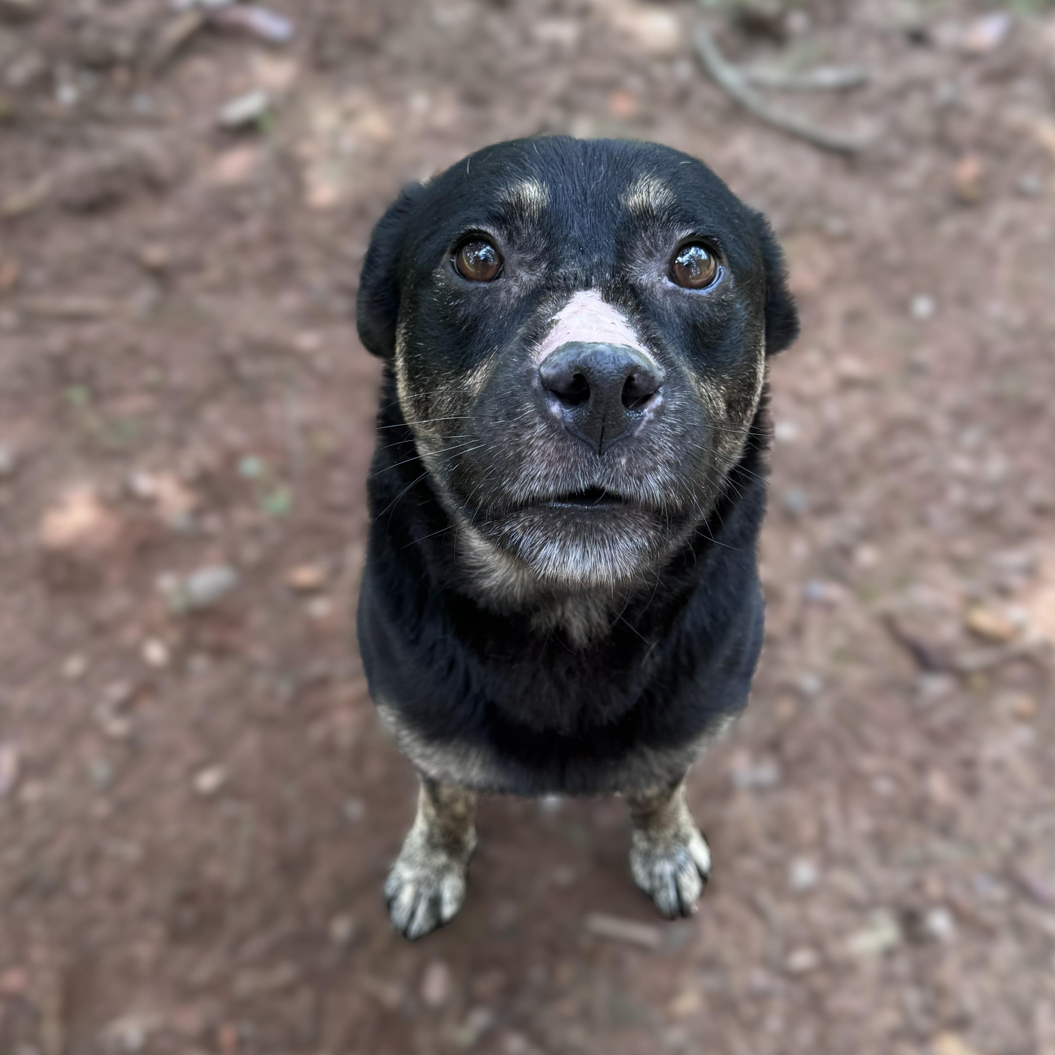 Guinness -- VISIT ME AT CRABAPPLE KNOLL. VET CLINIC, an adoptable Mixed Breed in Alpharetta, GA image 2/5