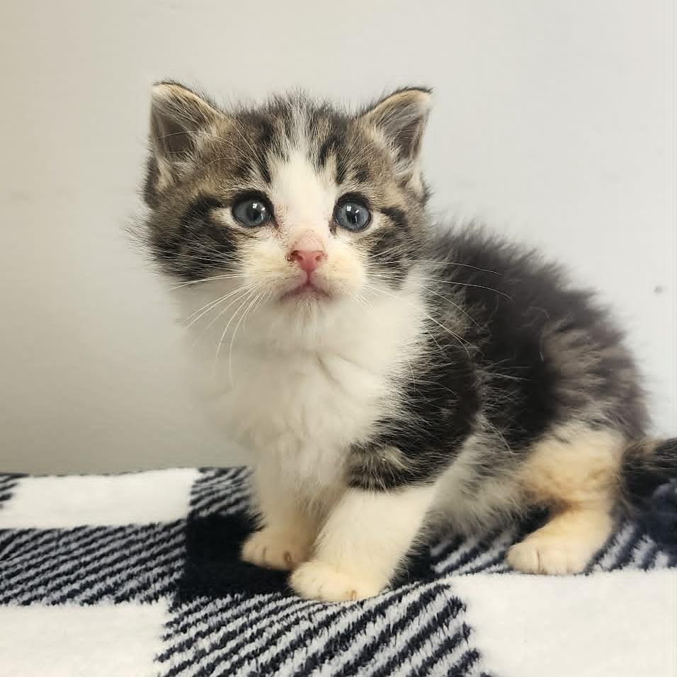 Georgia, Adoptable, Kitten Female Domestic Short Hair.