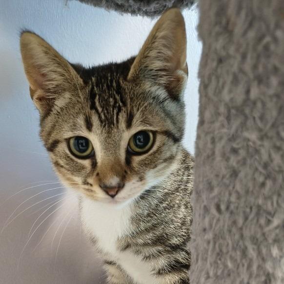 Enlarge Alphie, a Adoptable Domestic Short Hair in Knoxville, TN image 1/1