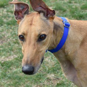 CHNGE GONNA COME, Adoptable, Adult Male Greyhound.