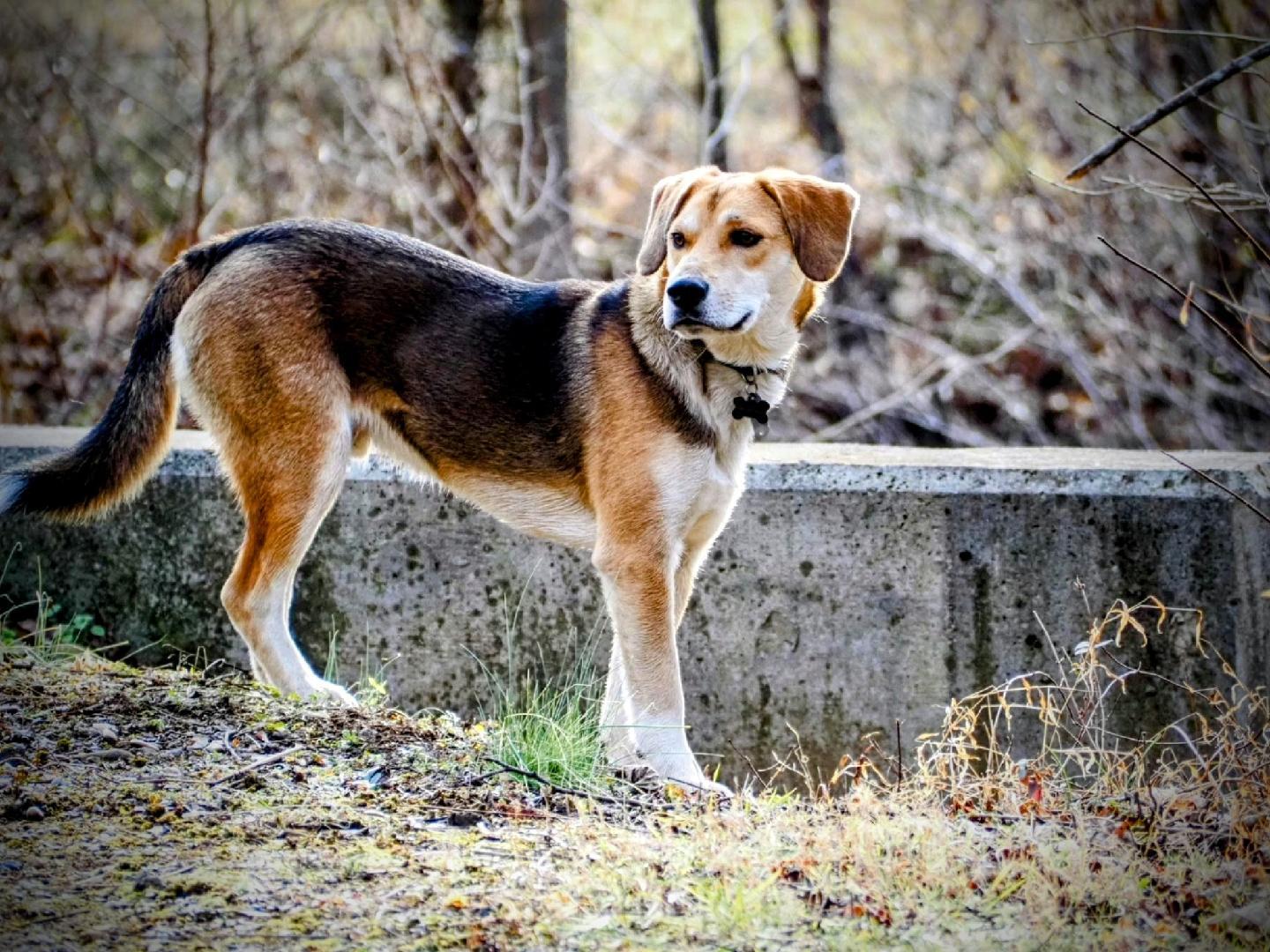 Enlarge Wally, a Adoptable mixed breed in Fincastle, VA image 2/2
