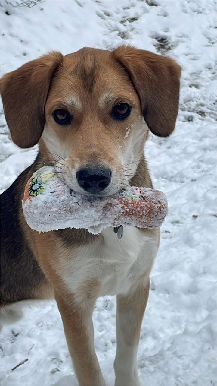 Wally, Adoptable, Young Male Hound.