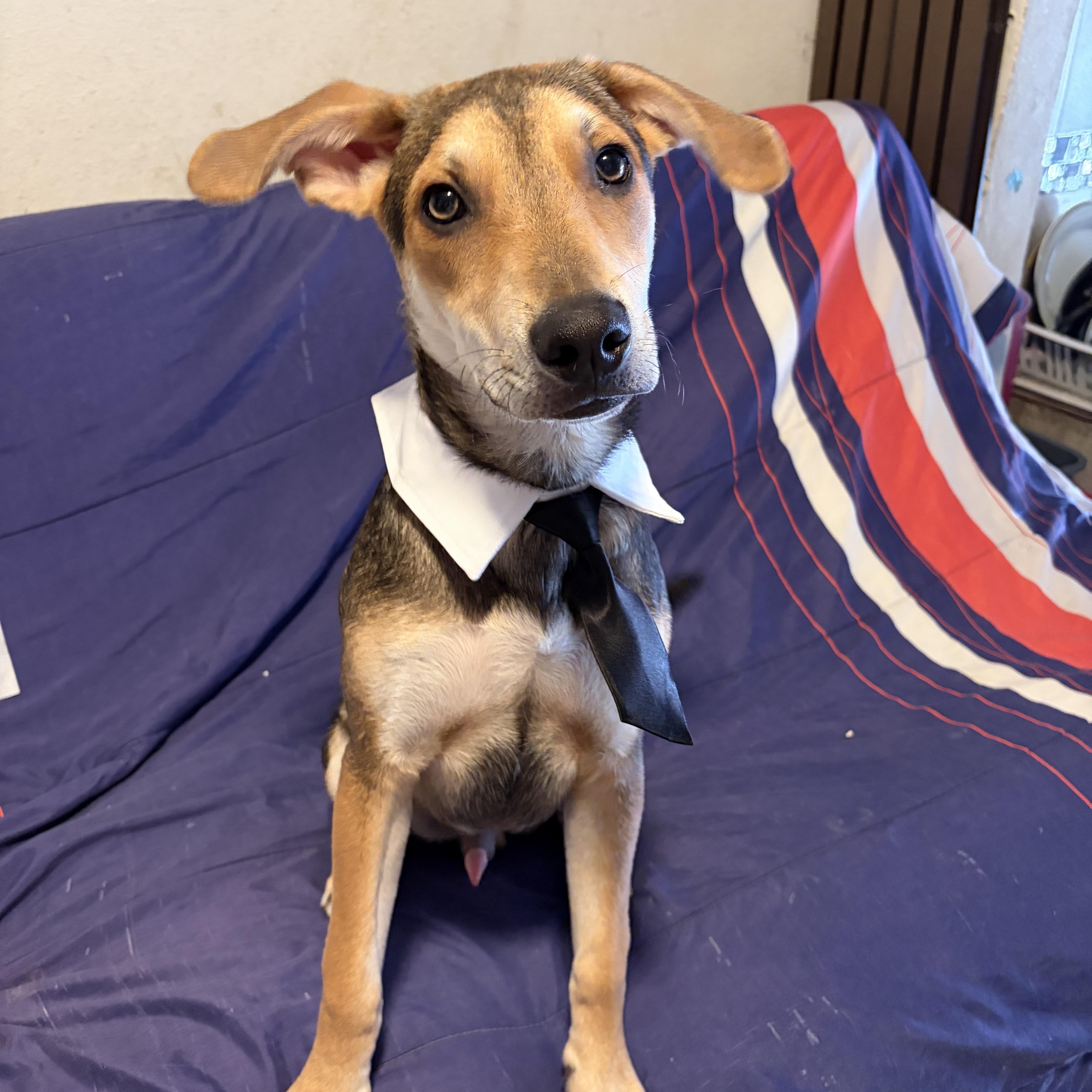 Simba, a ADOPTABLE mixed breed in Poway, CA image 1/4