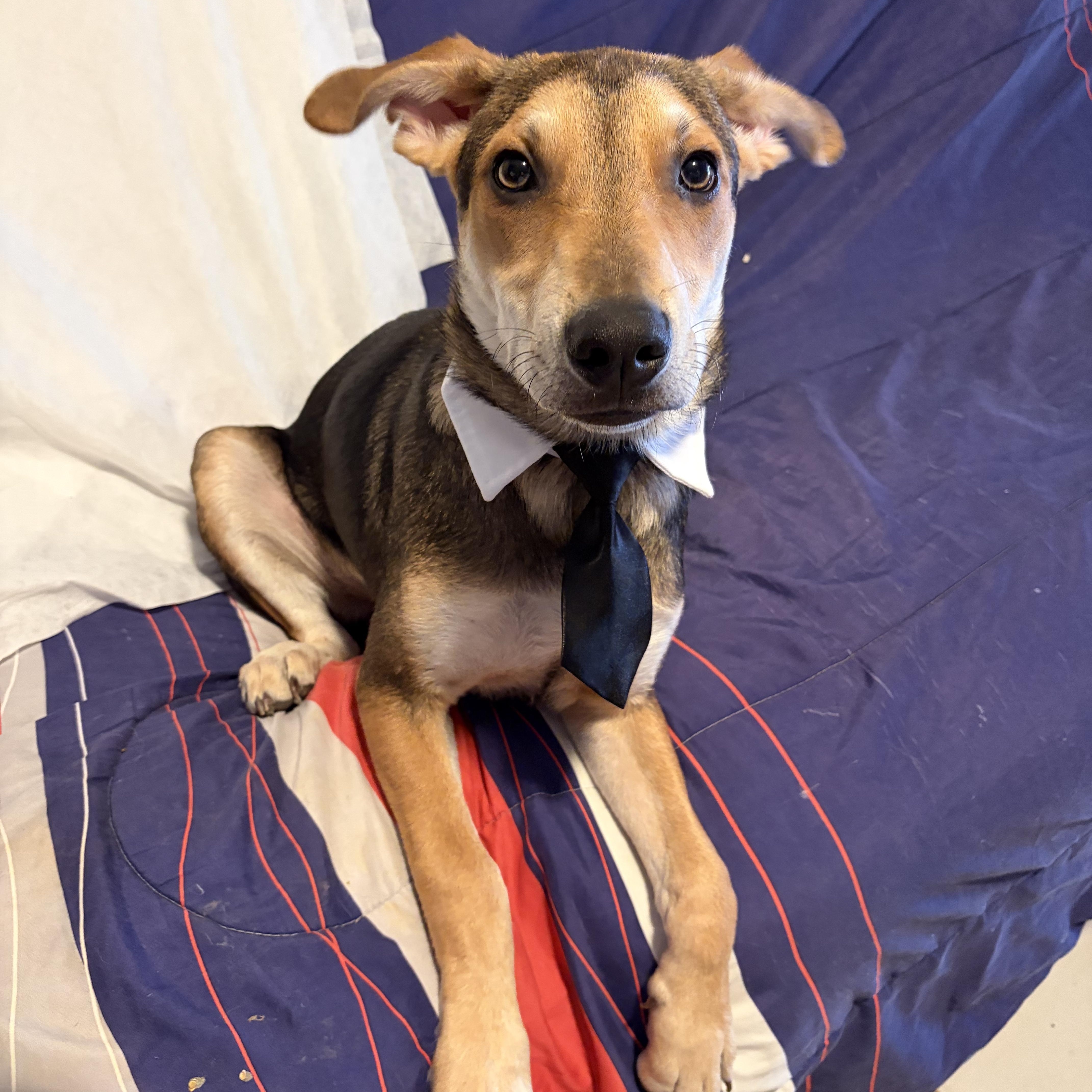 Simba, a ADOPTABLE mixed breed in Poway, CA image 4/4