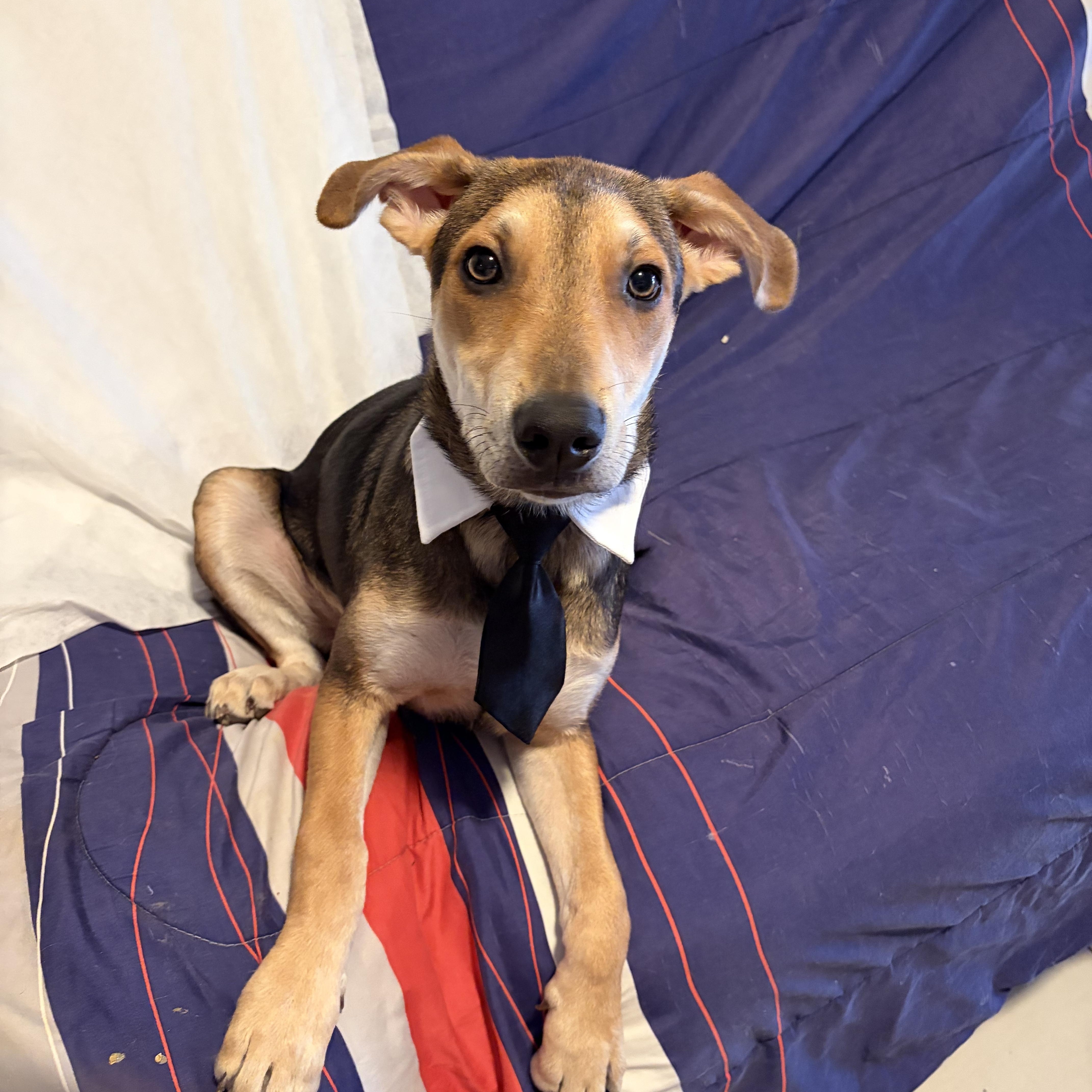 Simba, a ADOPTABLE mixed breed in Poway, CA image 2/4