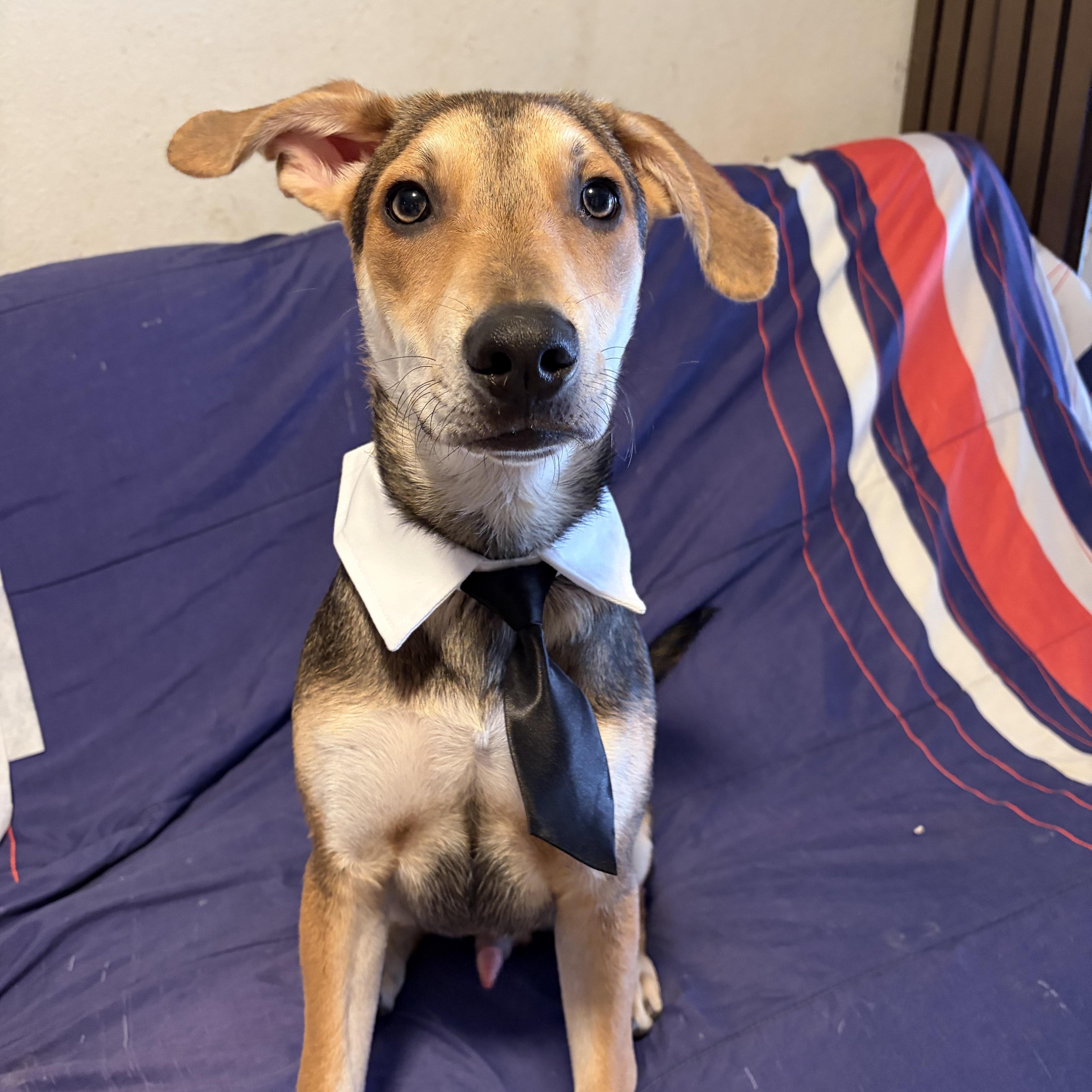 Simba, a ADOPTABLE mixed breed in Poway, CA image 3/4