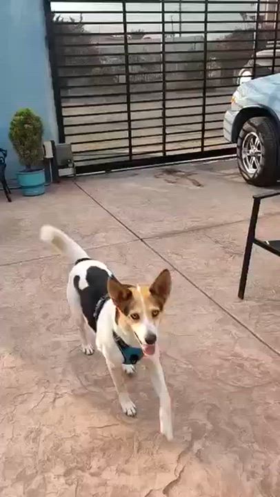 Enlarge Mila, a Adoptable Mixed Breed in Puyallup, WA video 5/5