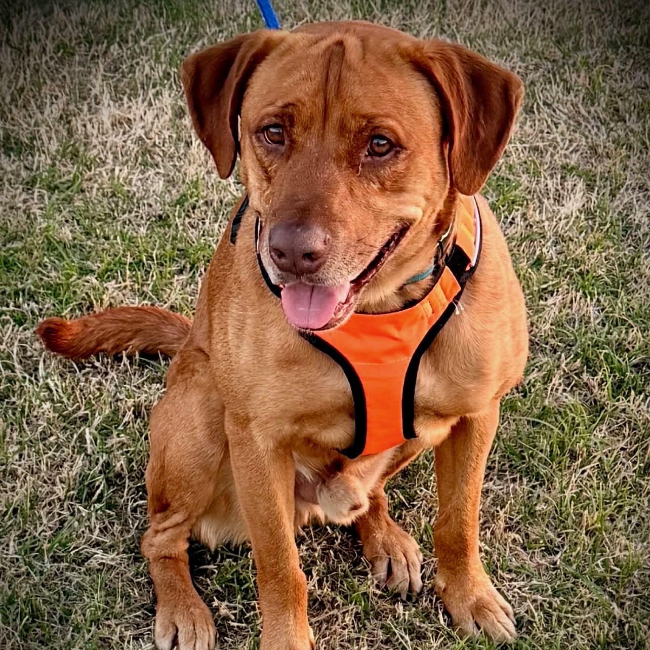 CARWASH BUDDY LIVES AT THE CARWASH, a Adoptable mixed breed in Garland, TX image 2/5