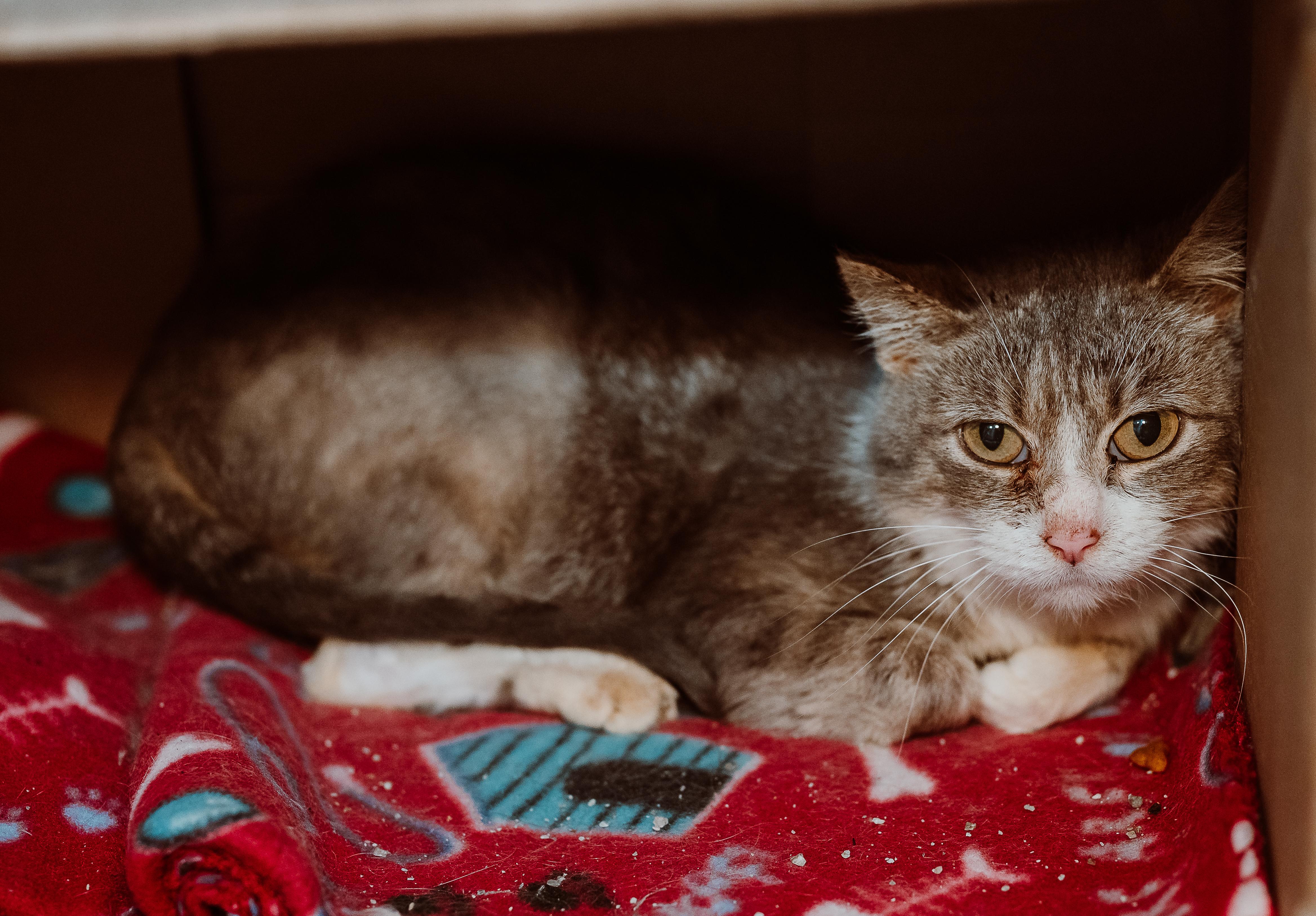 Stuart Little, ADOPTABLE, Young Female Tabby.